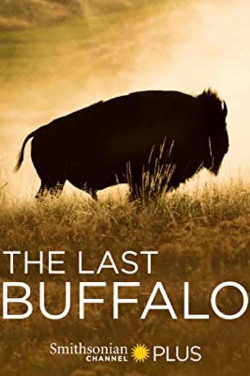 The Last Buffalo | The Last Buffalo