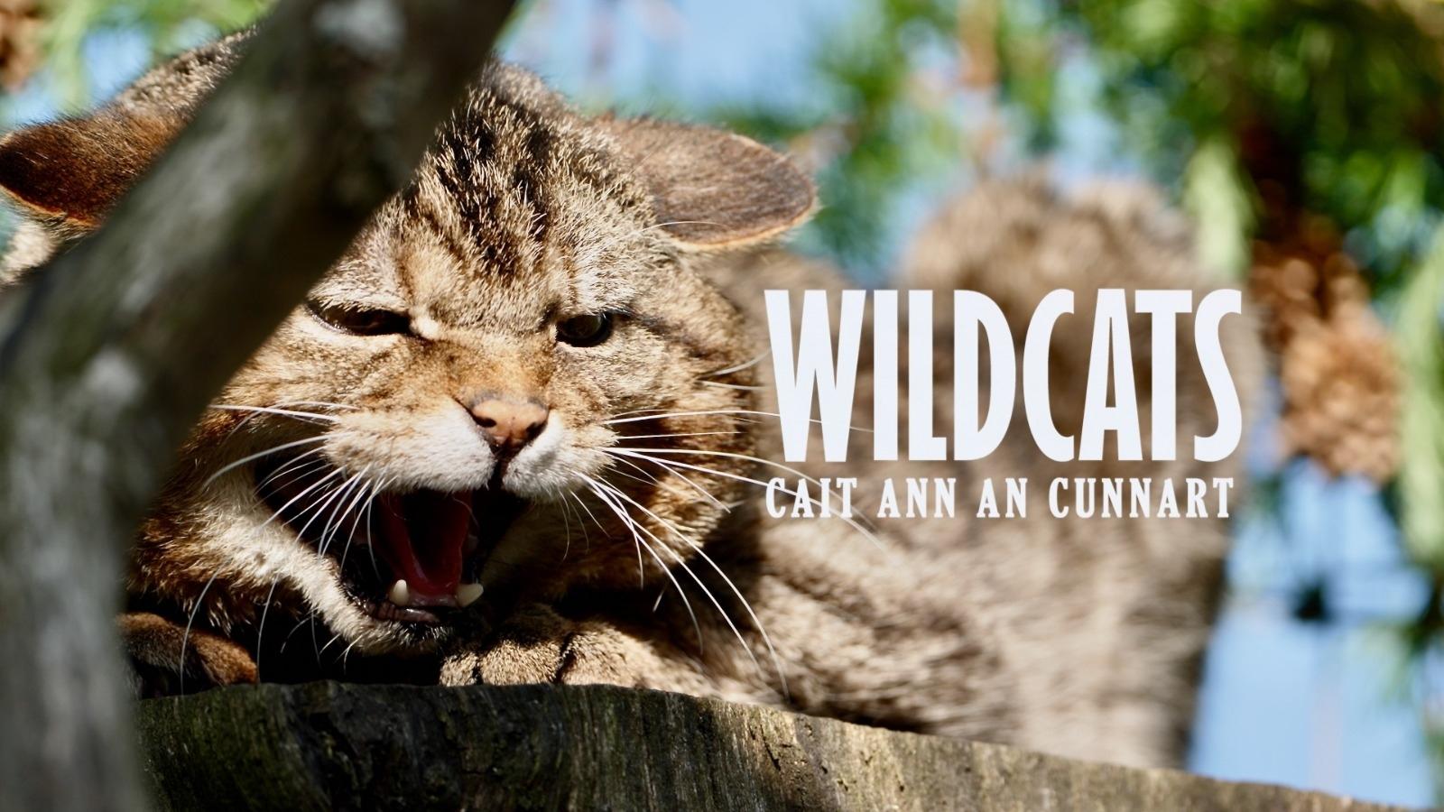 Wildcats: Cait ann an Cunnart|Wildcats: Cait ann an Cunnart