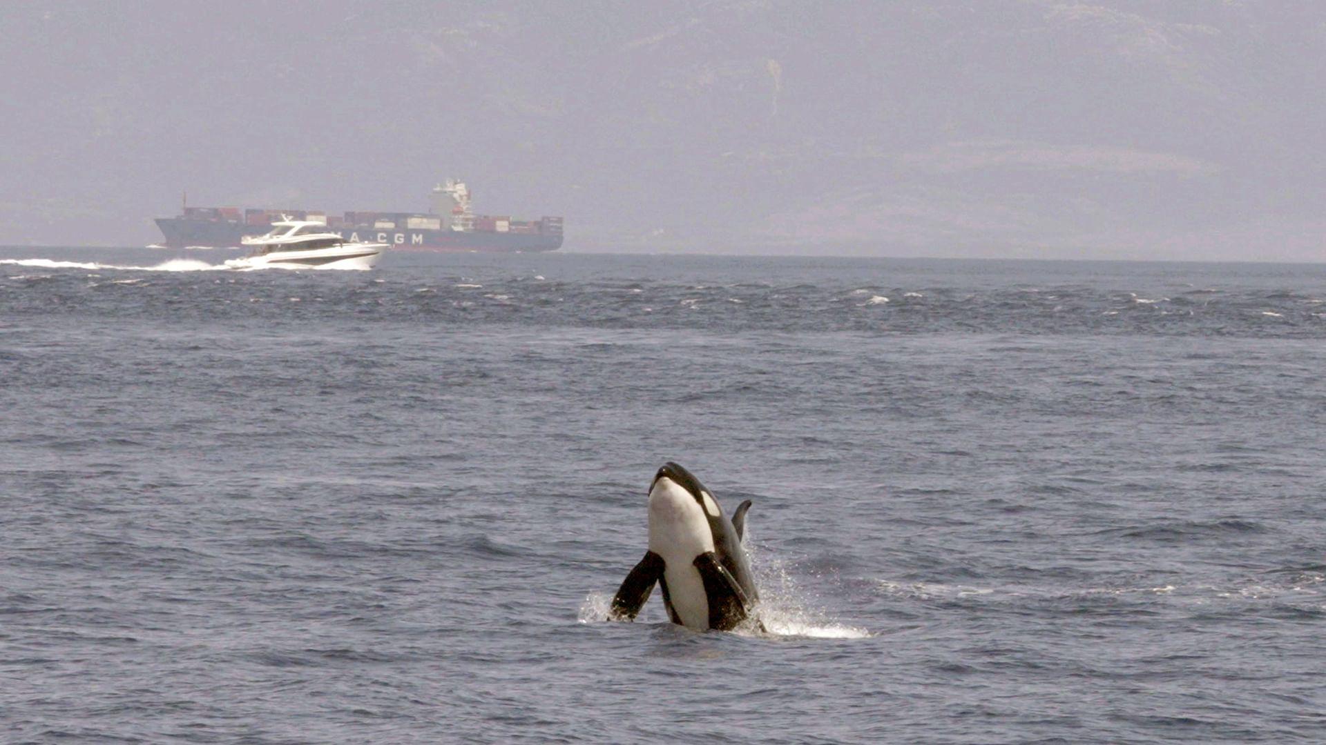 Achtung Orcas! Gefahr vor Gibraltar?|Achtung Orcas! Gefahr vor Gibraltar?