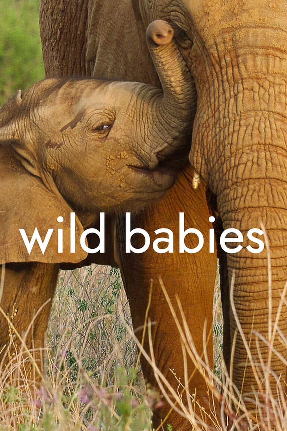 Wild Babies | Wild Babies