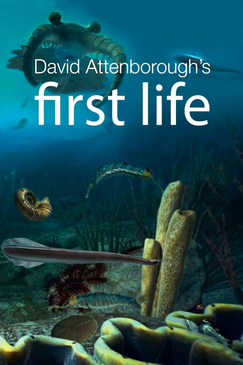 First Life | First Life