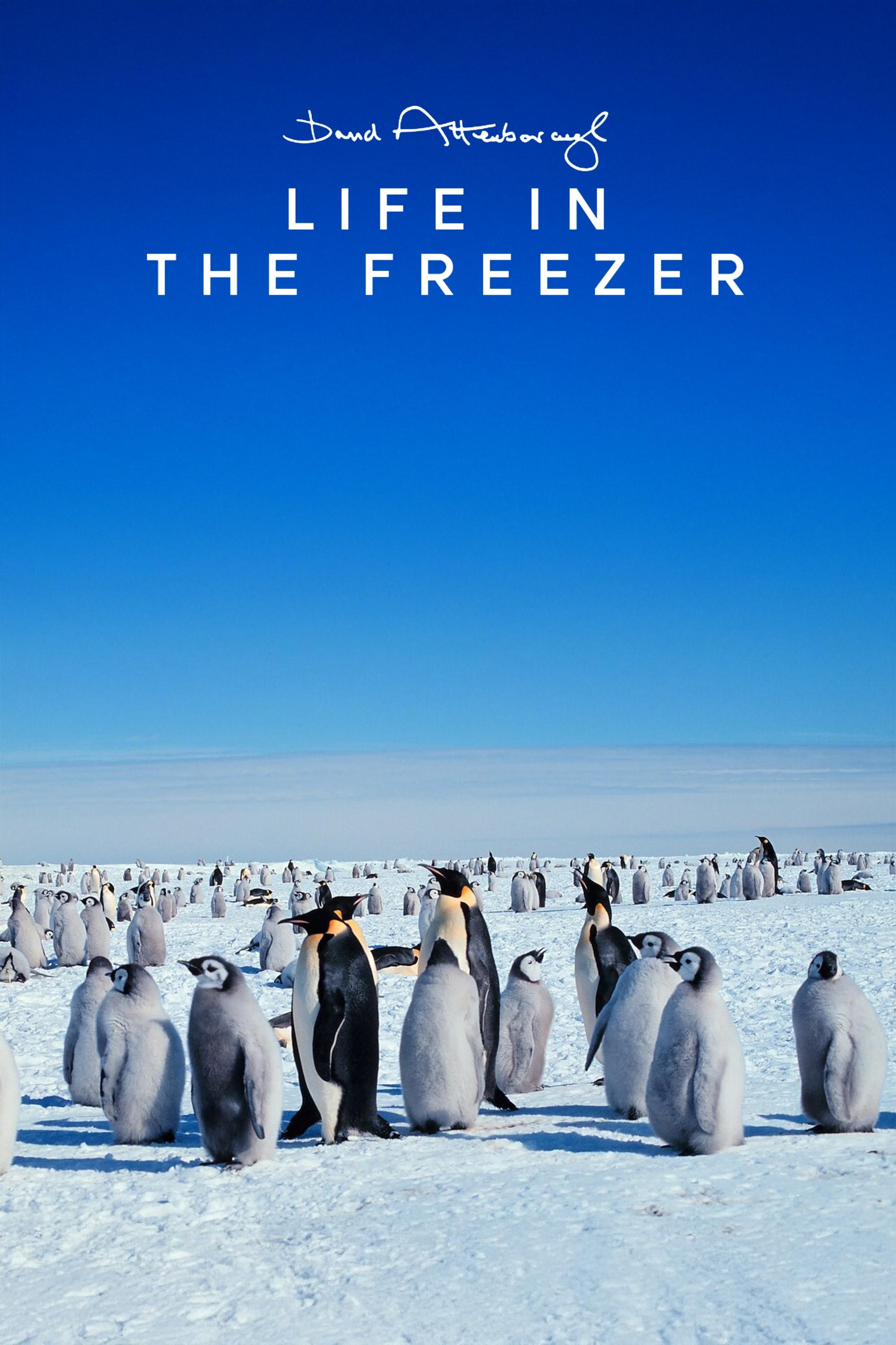 Life in the Freezer | Life in the Freezer