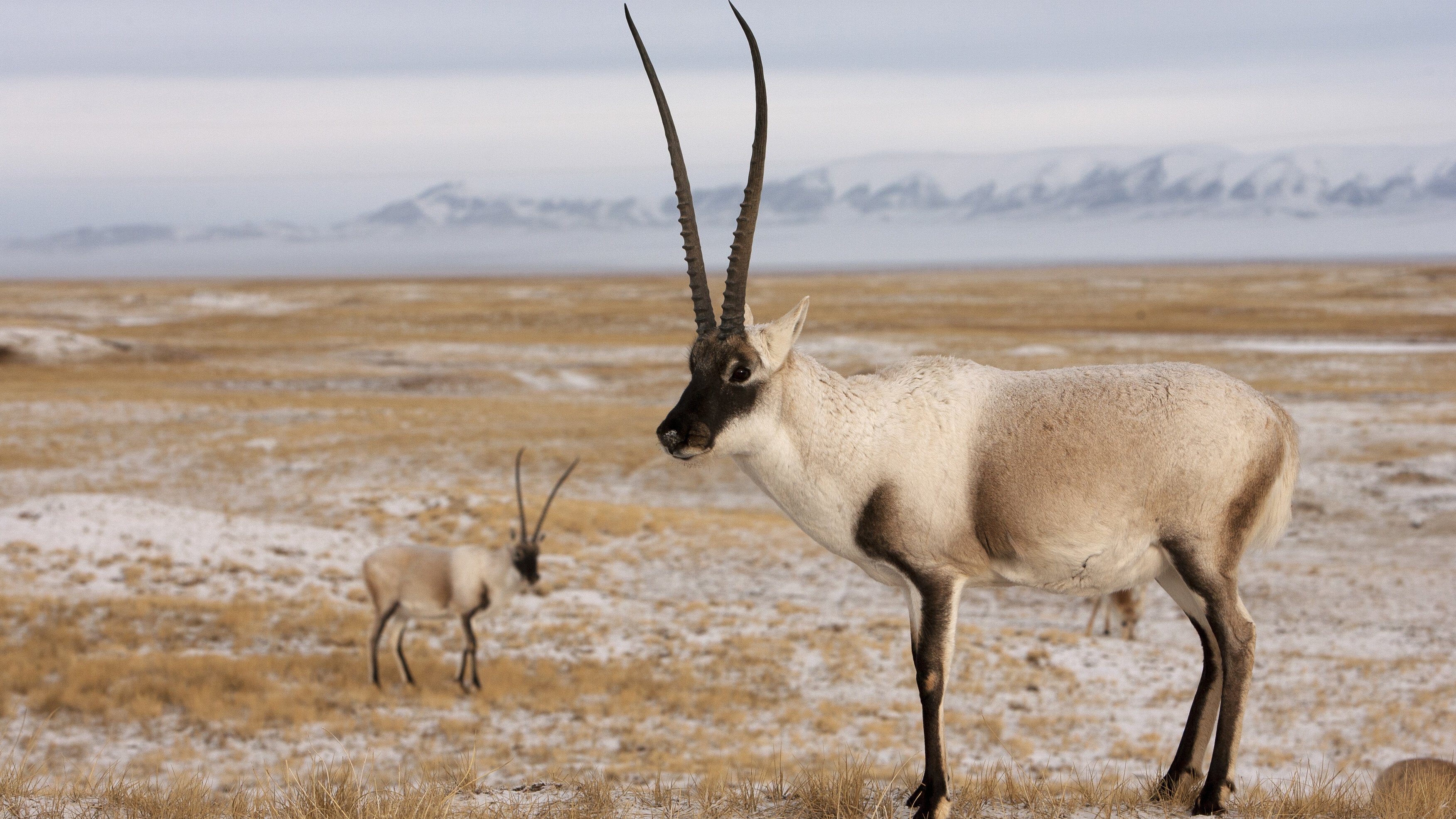 Rare Survivors: China's Iconic Wildlife|Rare Survivors: China's Iconic Wildlife