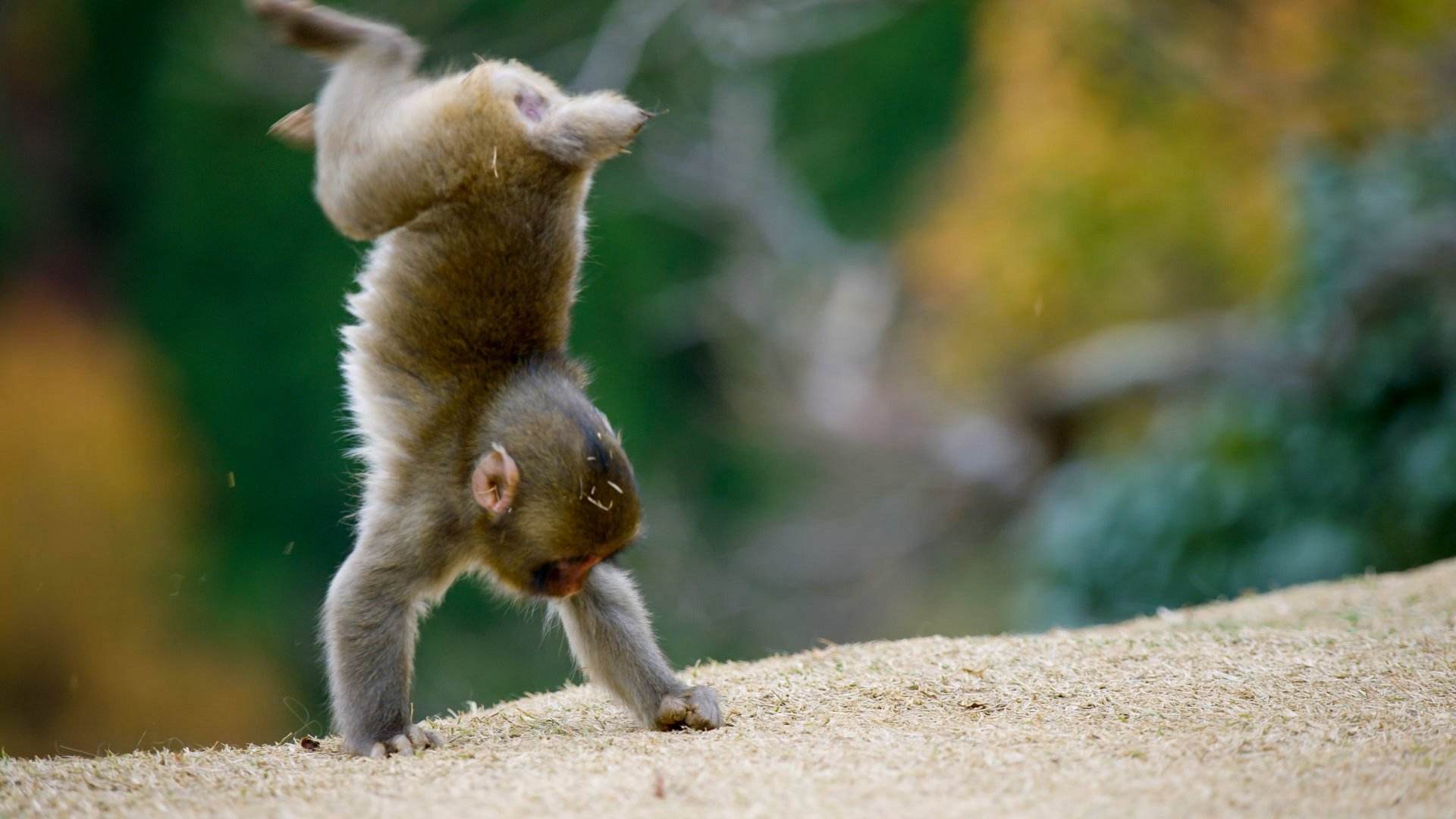 Animals at Play|Animals at Play
