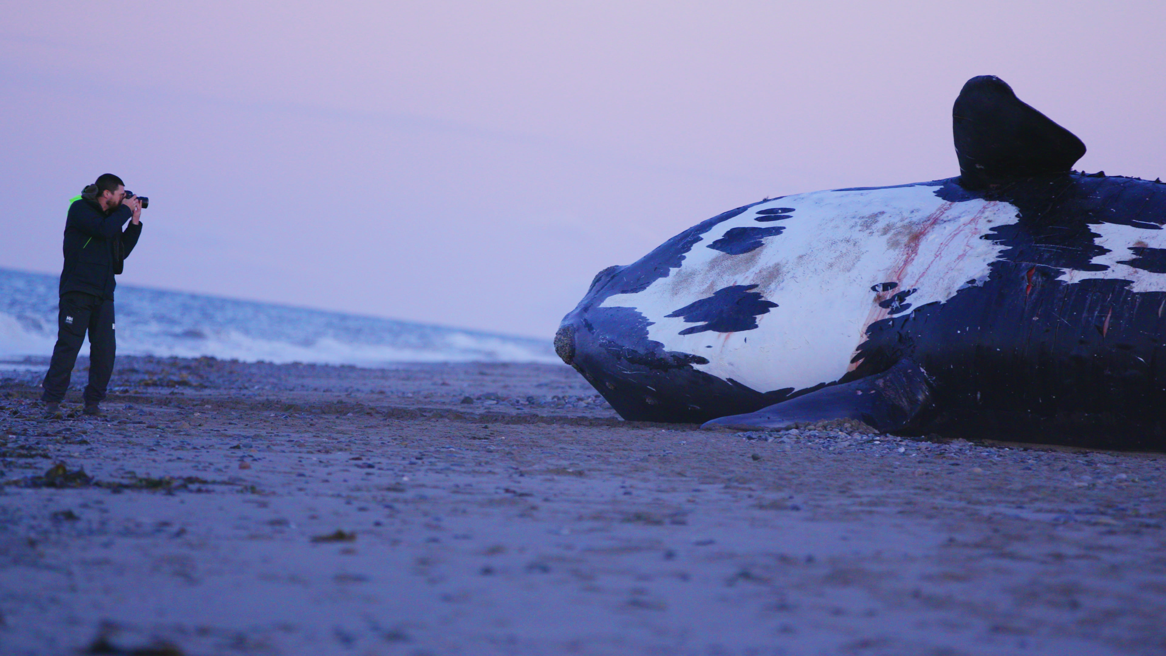 Last of the Right Whales|Last of the Right Whales