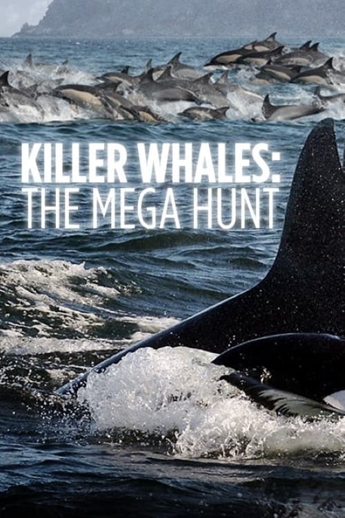 Killer Whales: the Mega Hunt | Killer Whales: the Mega Hunt