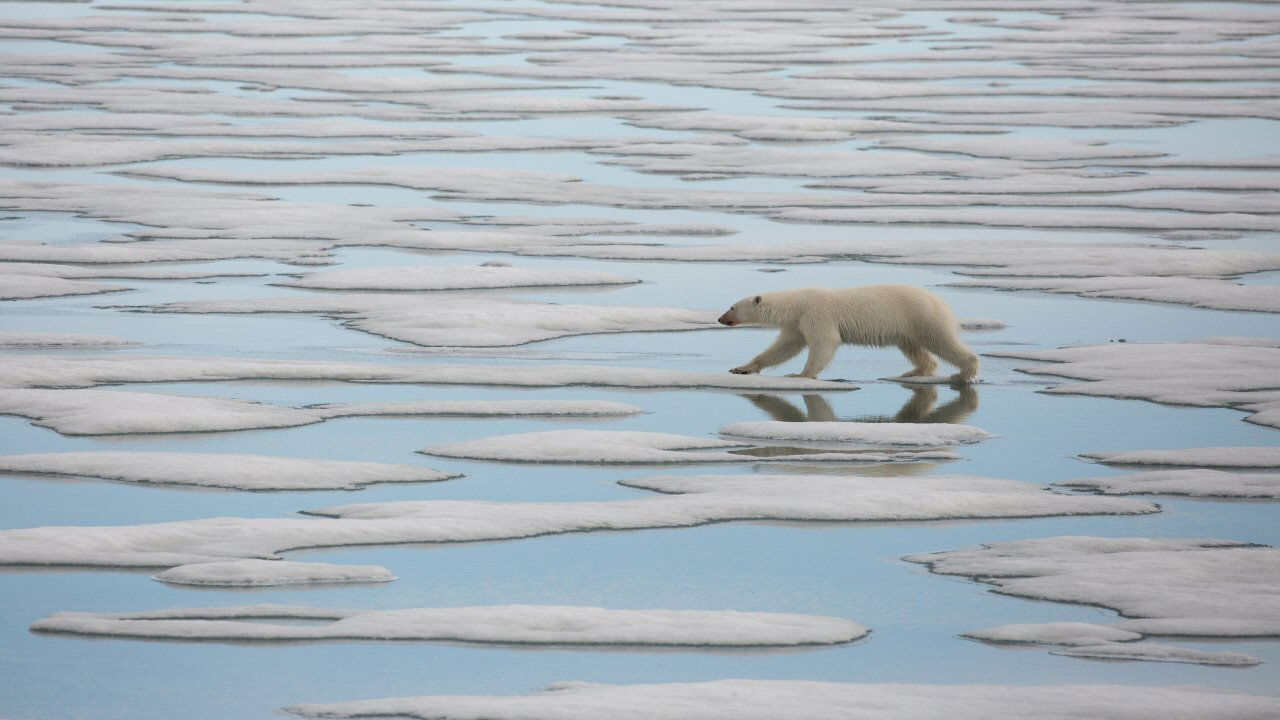 National Geographic : Le Royaume de l'ours polaire|National Geographic : Le Royaume de l'ours polaire