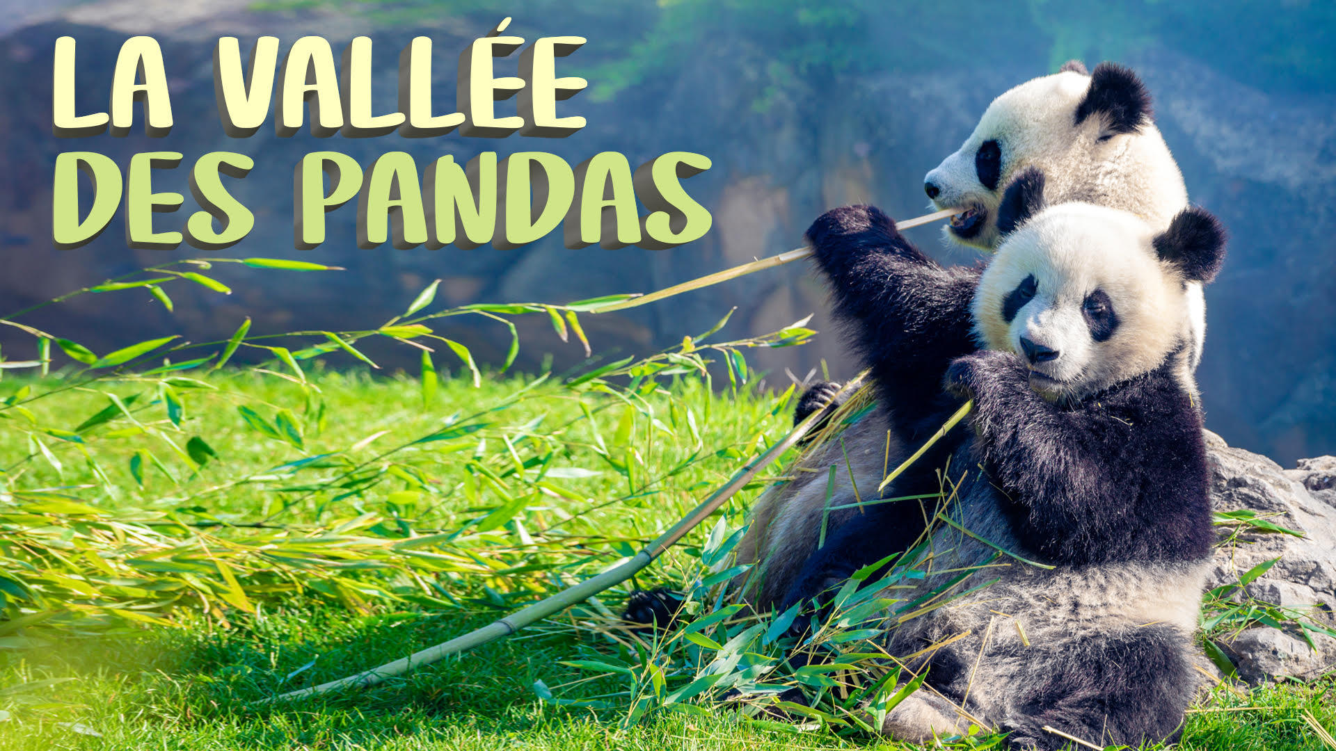 La Vallée Des Pandas|La Vallée Des Pandas