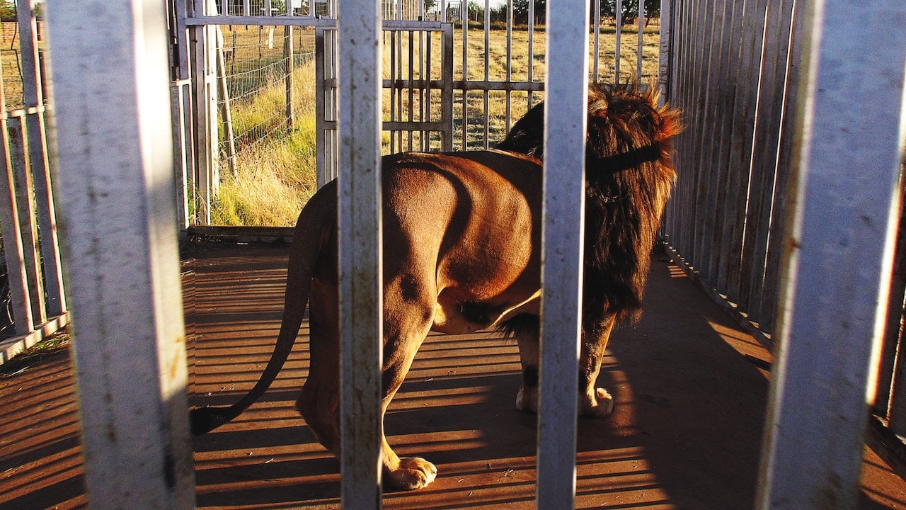 Blood Lions|Blood Lions