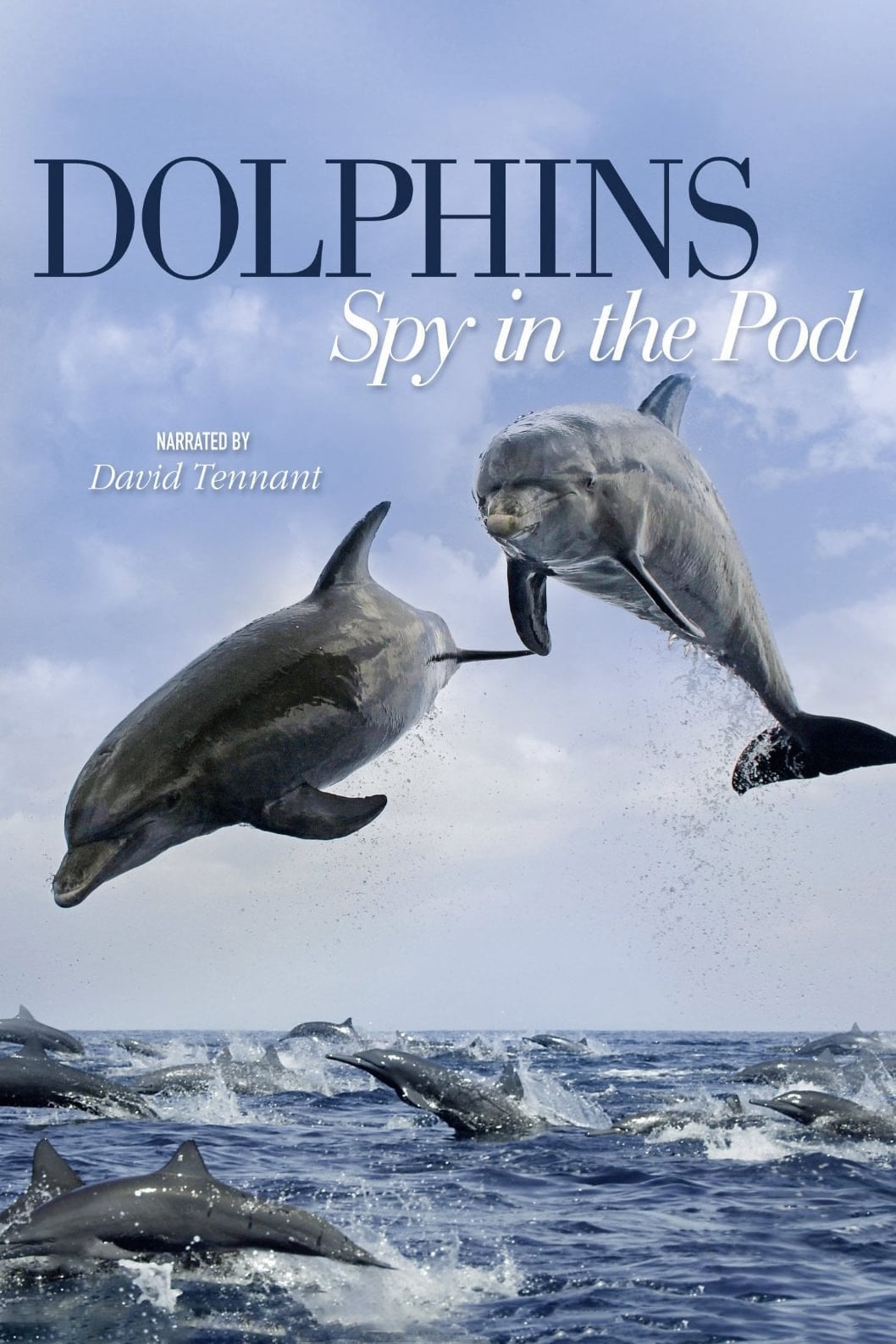 Dolphins: Spy in the Pod | Dolphins: Spy in the Pod