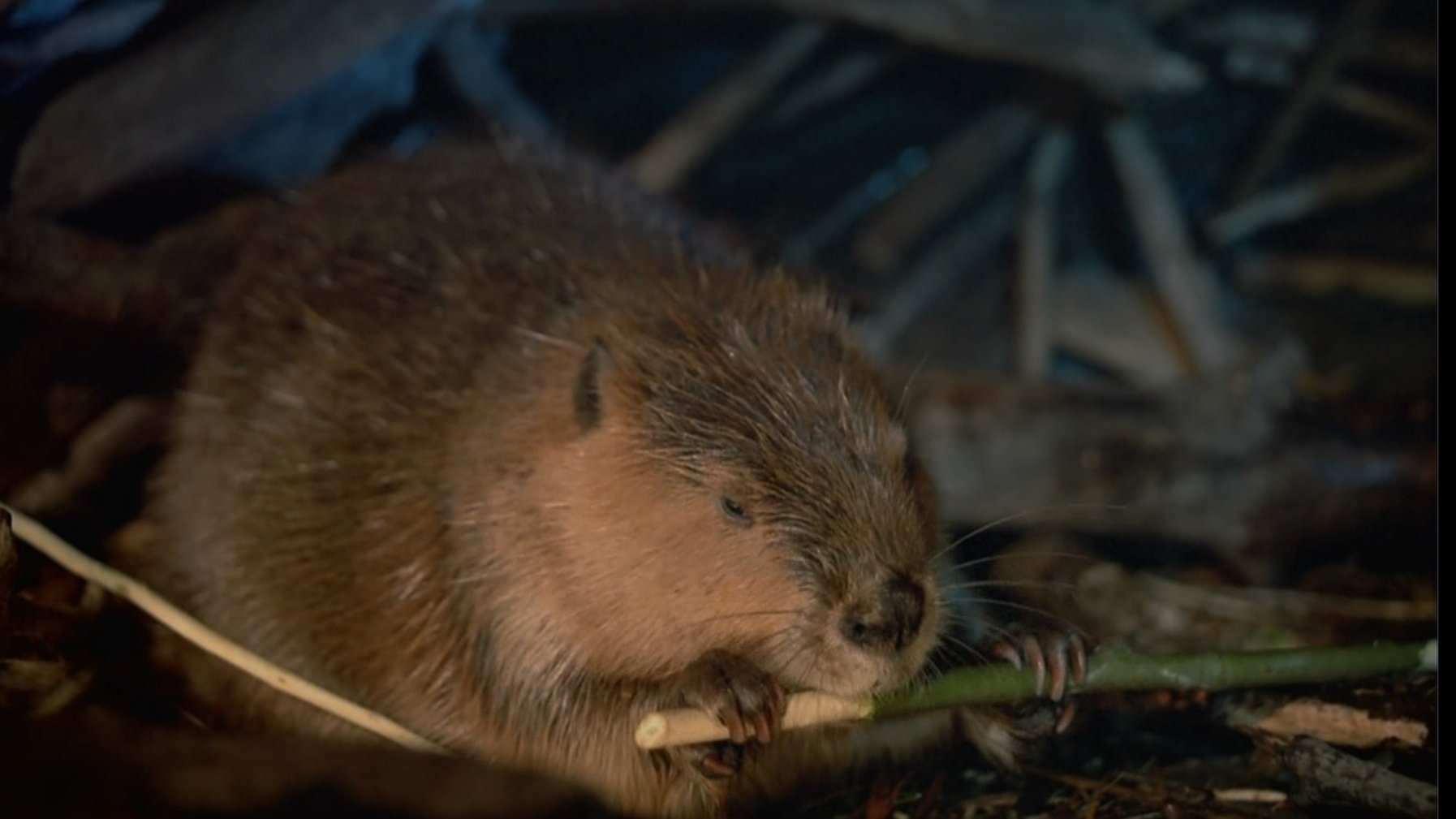 Beavers|Beavers