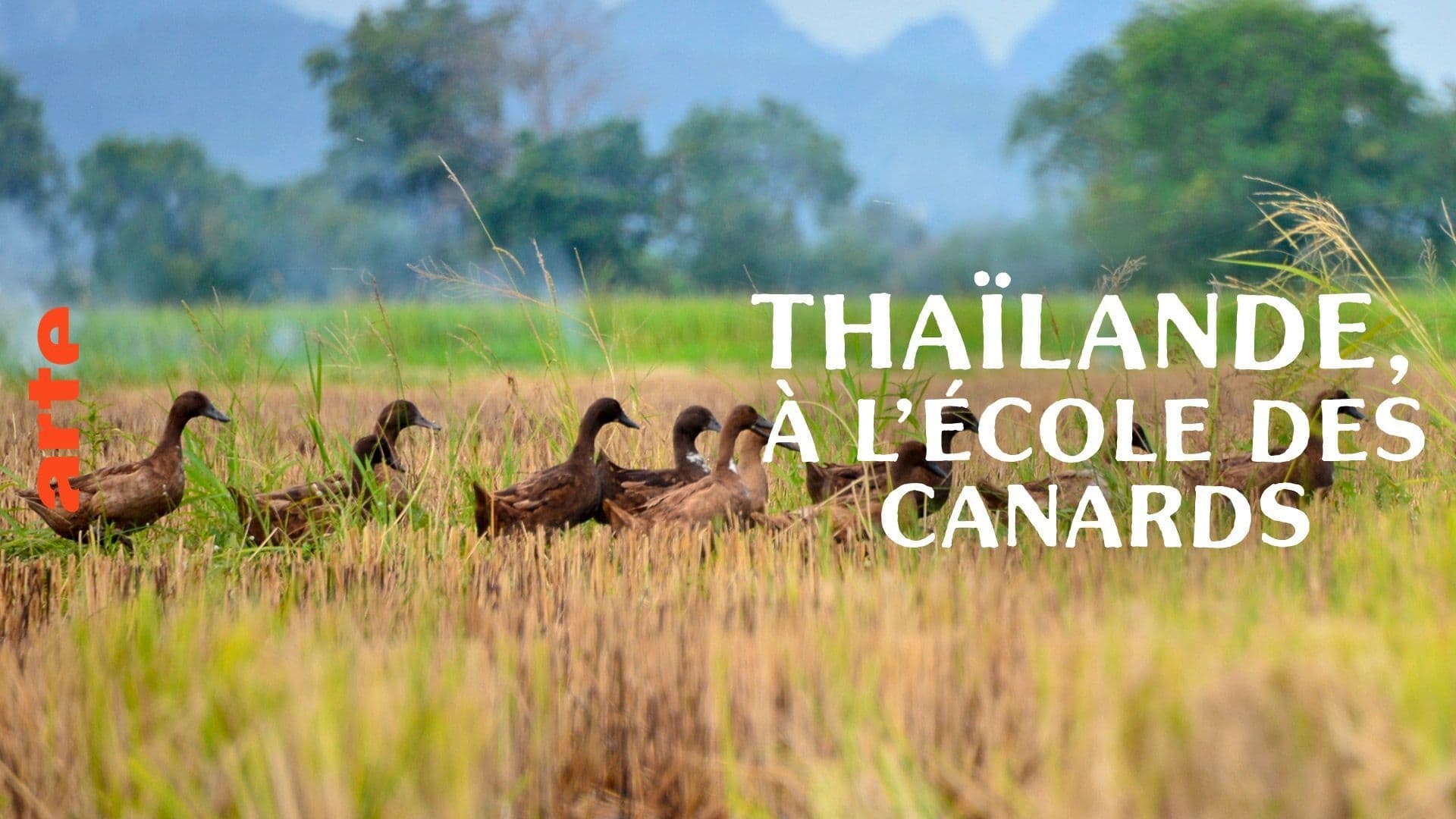 Thaïlande, à l'école des canards|Thaïlande, à l'école des canards