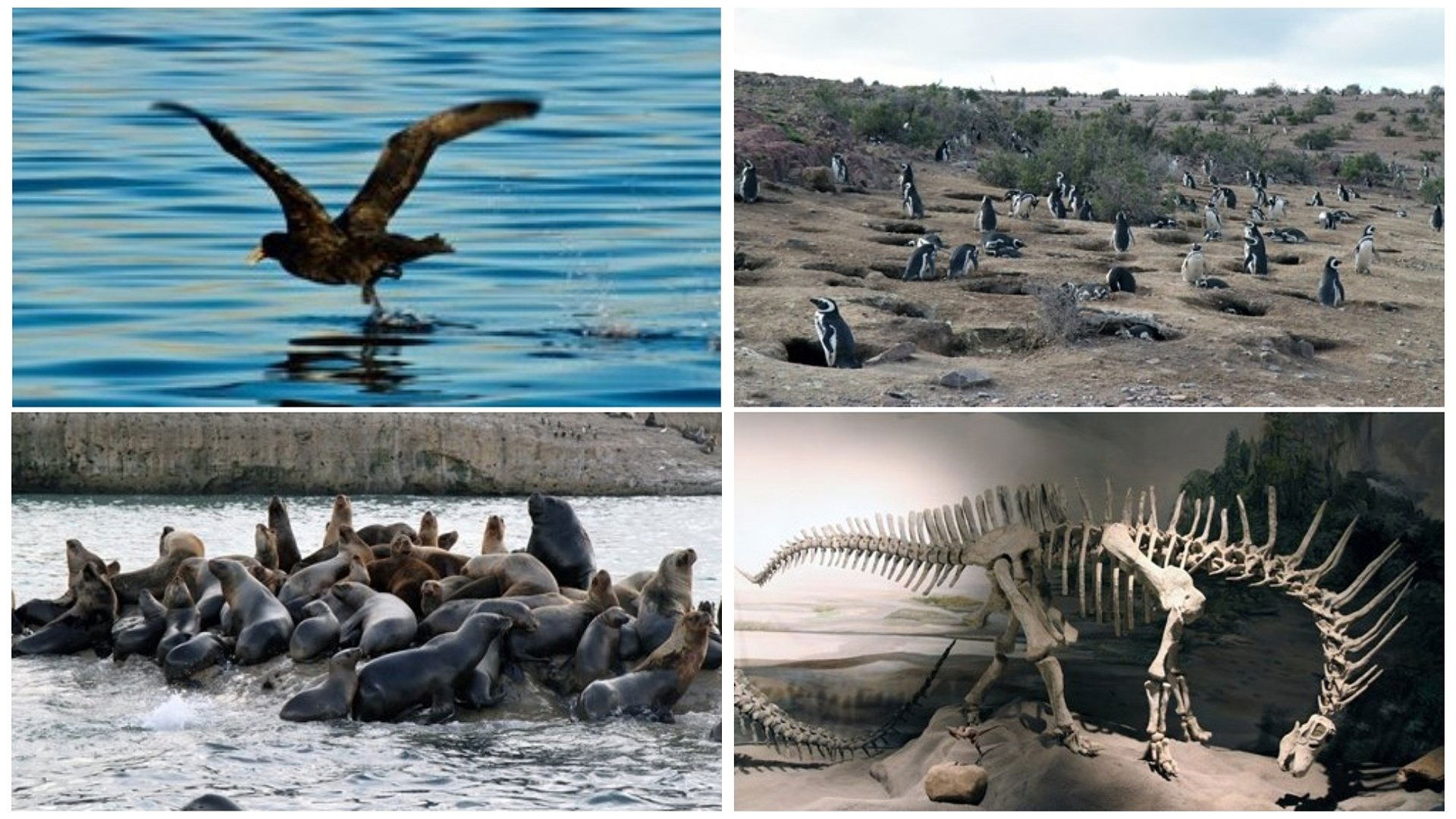 Patagonien 3D - Auf den Spuren von Charles Darwin: Von Buenos Aires bis Cabo dos Bahias|Patagonien 3D - Auf den Spuren von Charles Darwin: Von Buenos Aires bis Cabo dos Bahias