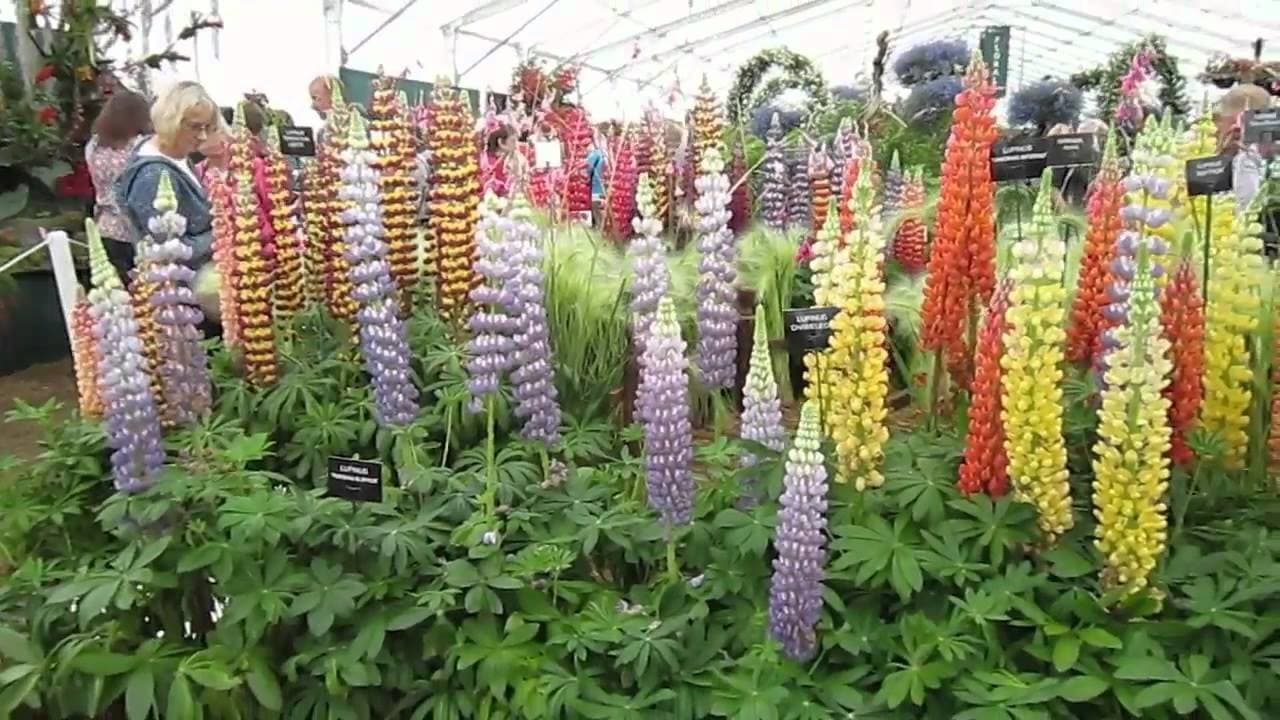 RHS Hampton Court Flower Show|RHS Hampton Court Flower Show