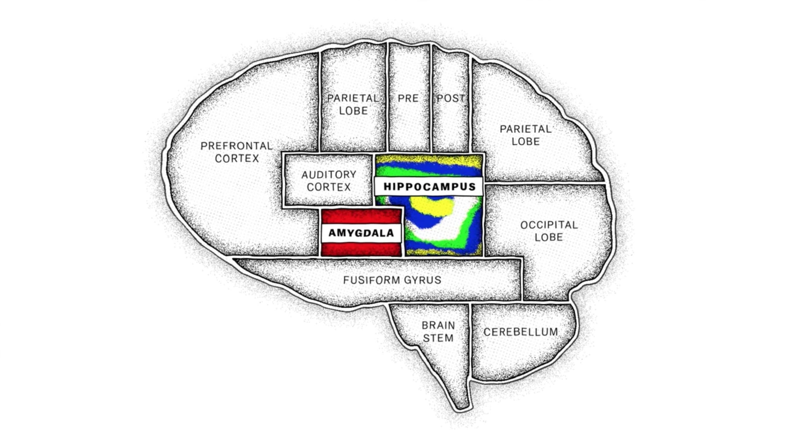 The Mind, Explained|The Mind, Explained