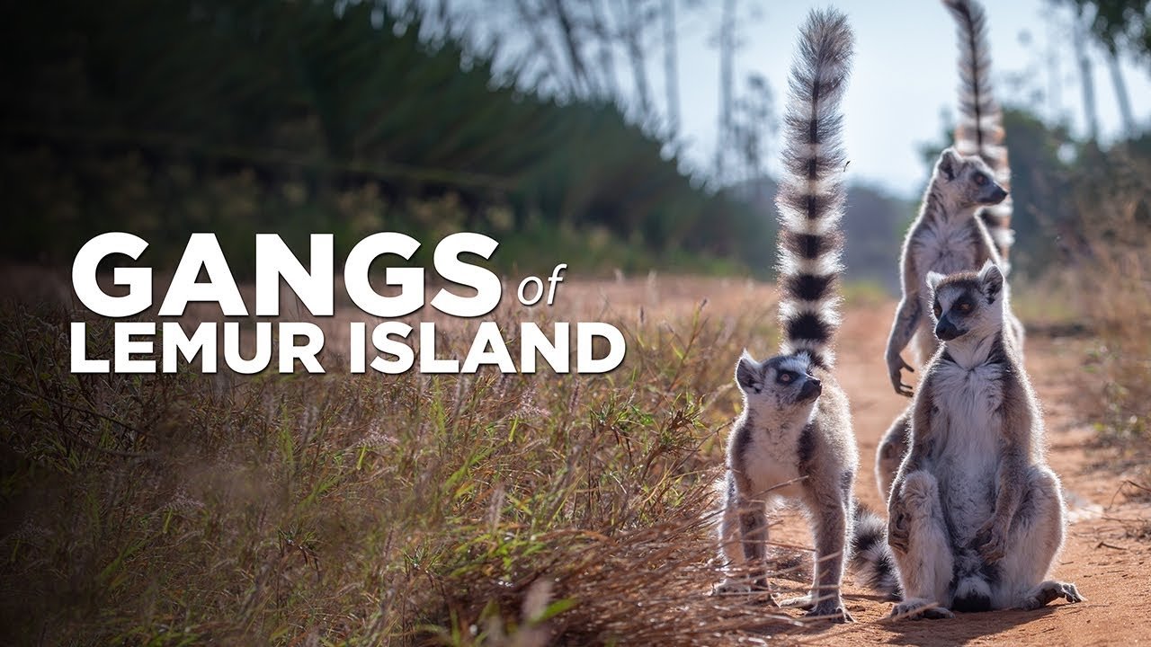 Gangs of Lemur Island|Gangs of Lemur Island