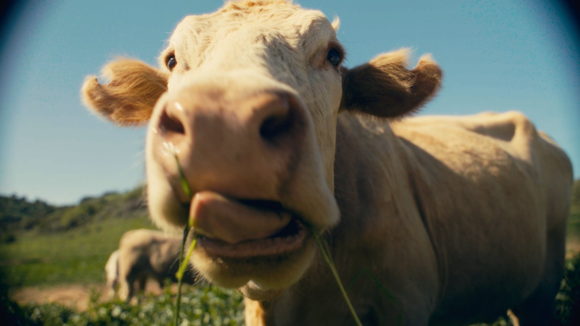 COWS ON CAM|COWS ON CAM