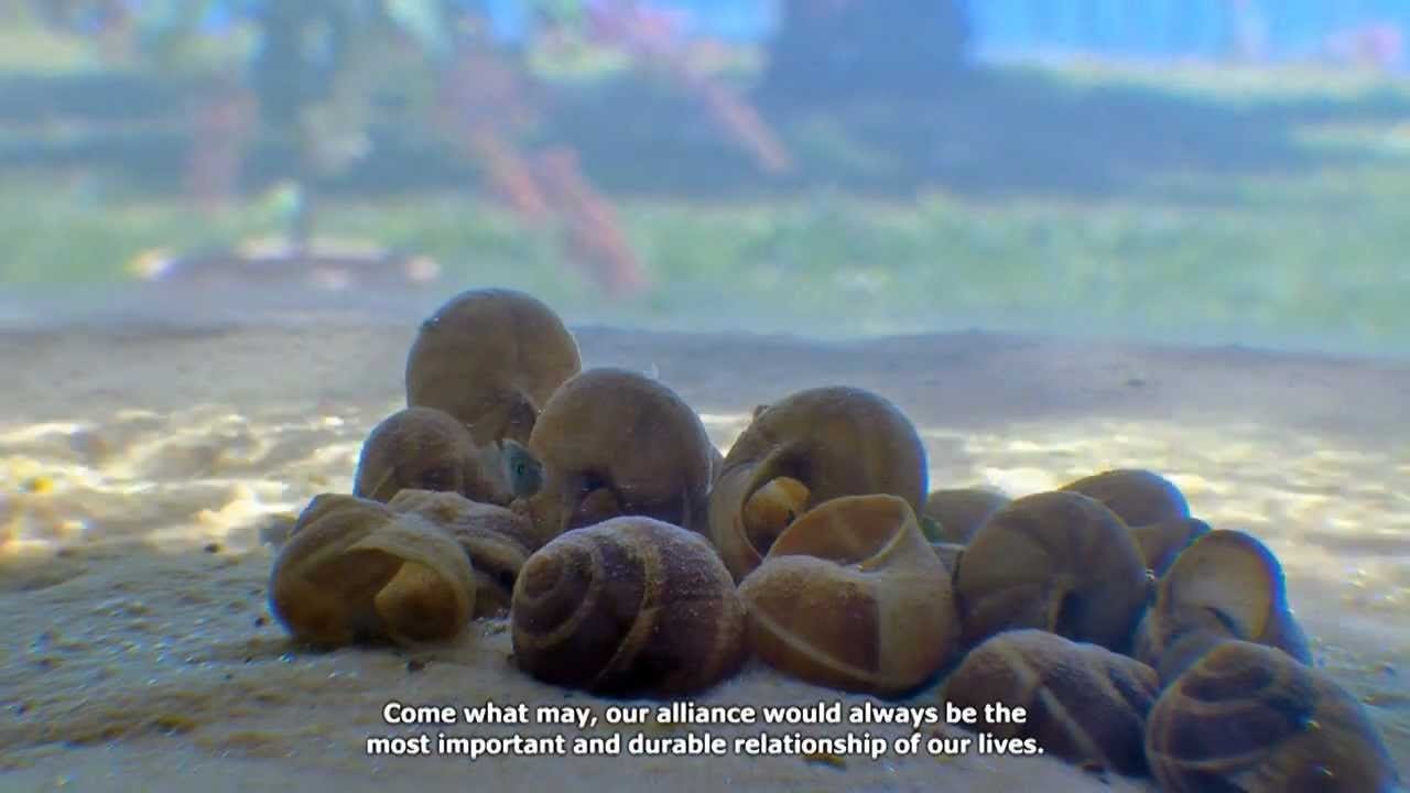 Guerra das conchas|Guerra das conchas