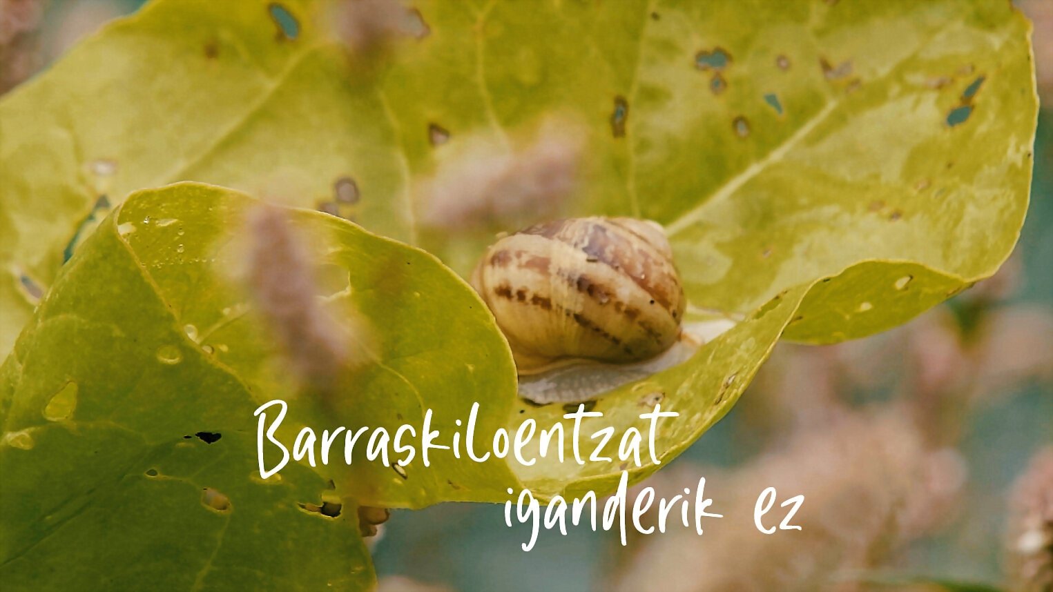 Barraskiloentzat iganderik ez|Barraskiloentzat iganderik ez