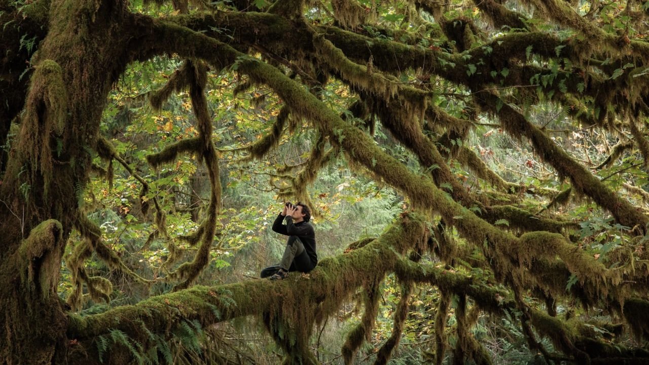 Le chant des forêts|Le chant des forêts