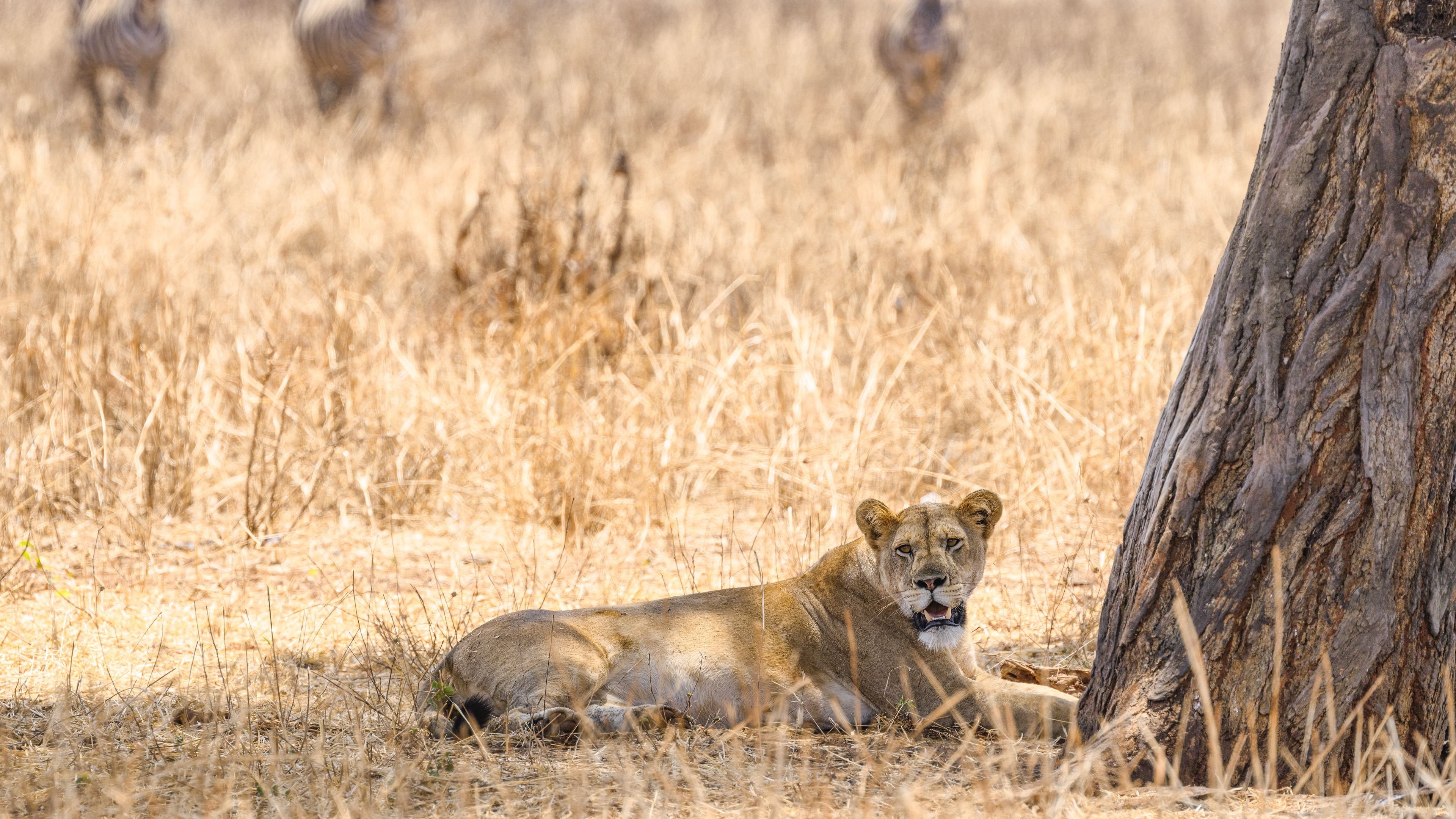 The Last Lions|The Last Lions