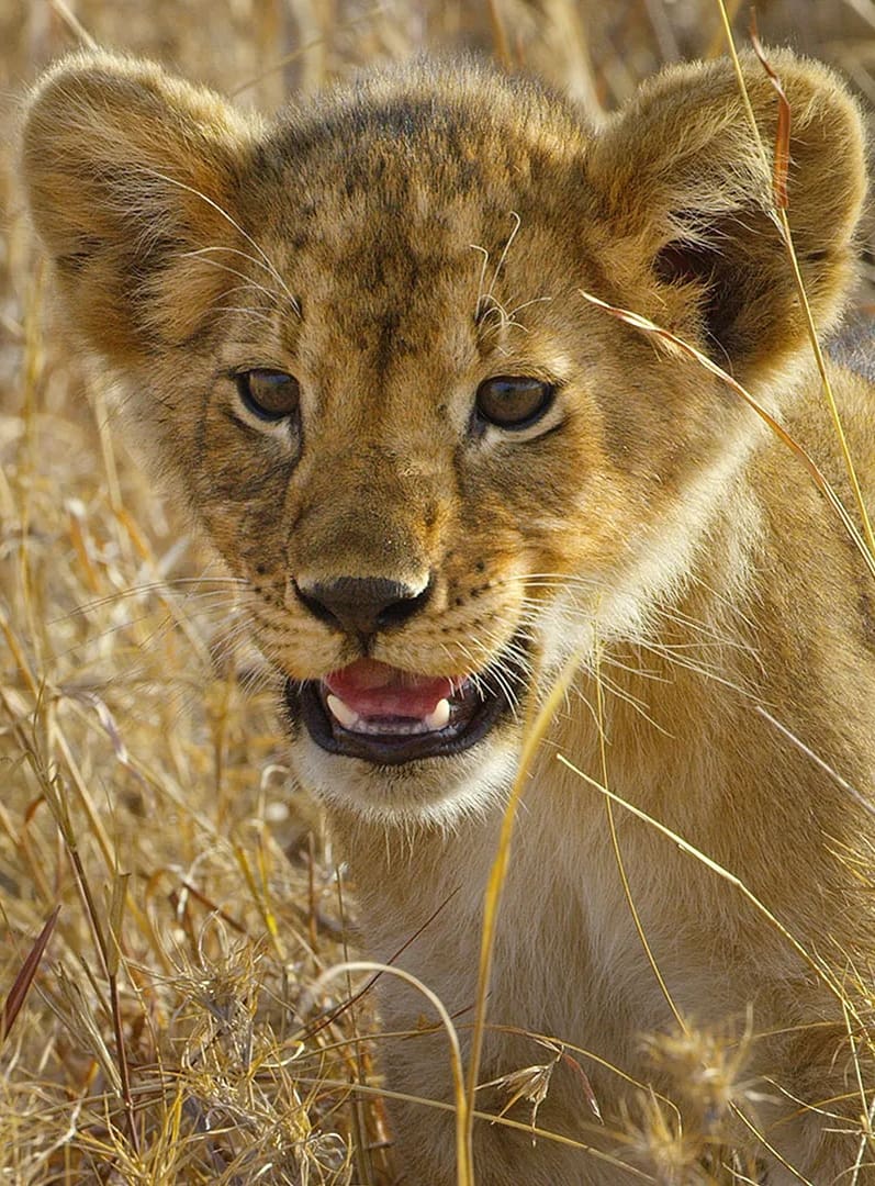 Serengeti - La grande cavalcade des animaux | Serengeti - La grande cavalcade des animaux