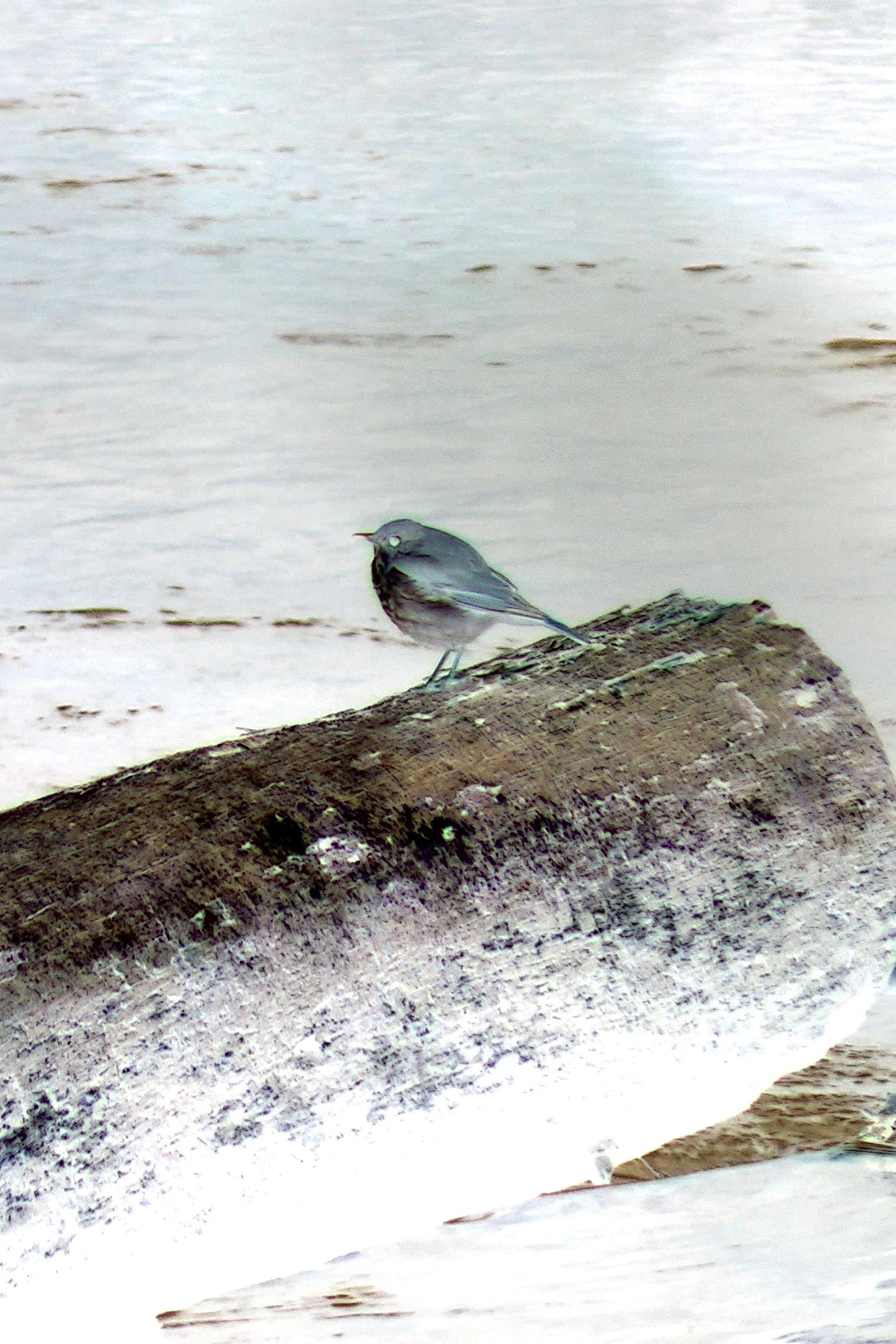 بازیگر Hermit Thrush  