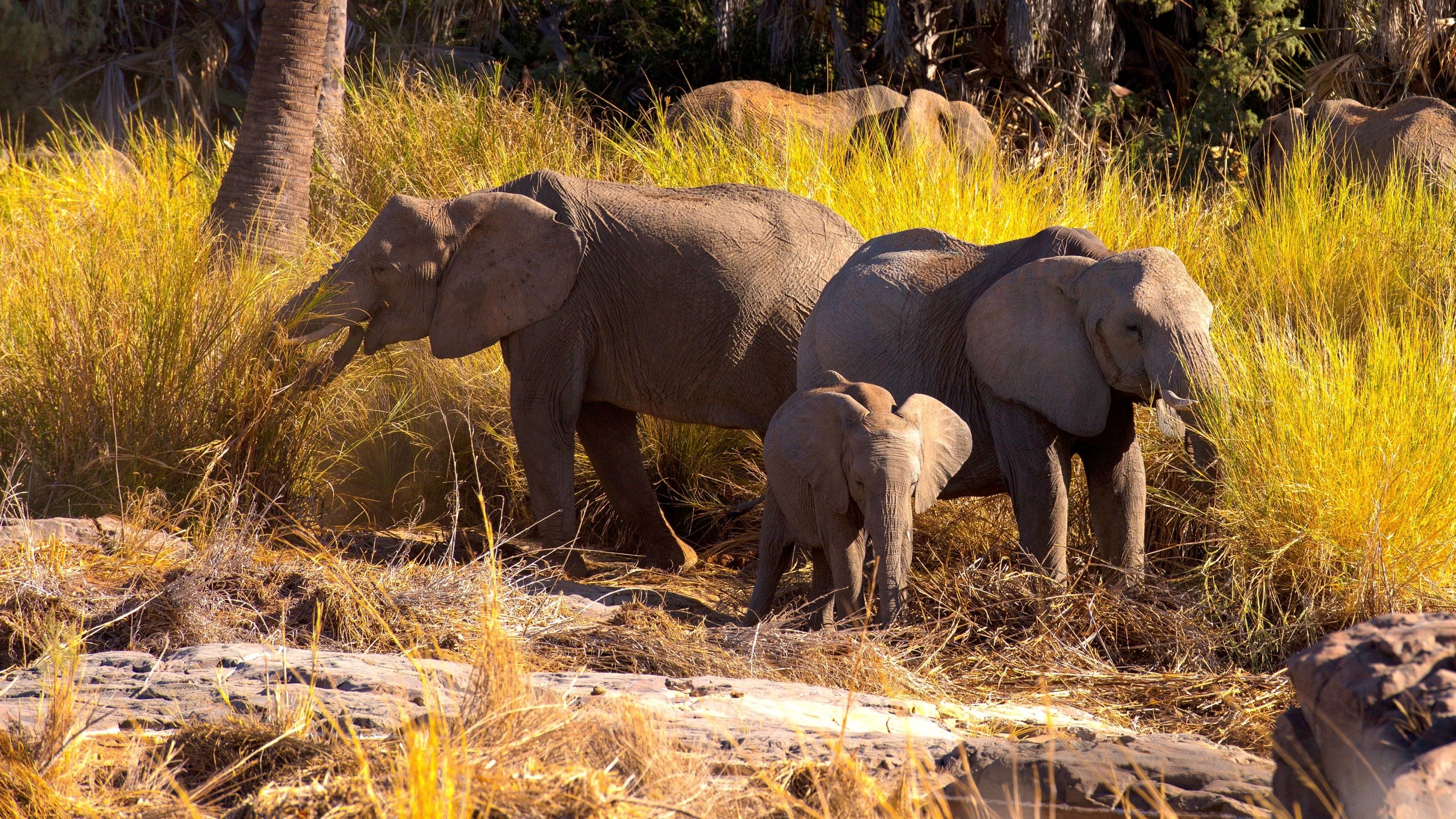 Namibia, Sanctuary of Giants|Namibia, Sanctuary of Giants