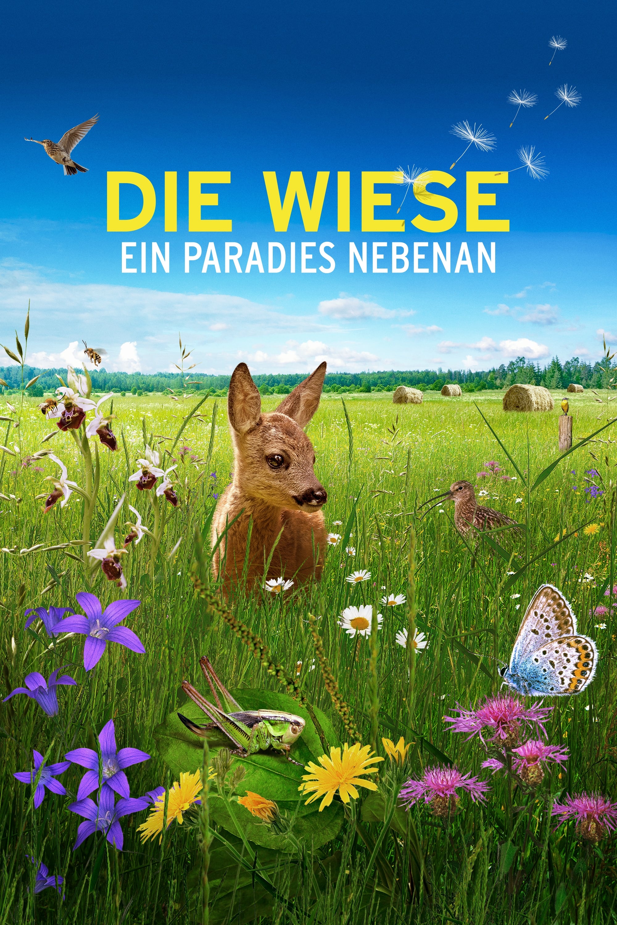 Die Wiese: Ein Paradies nebenan