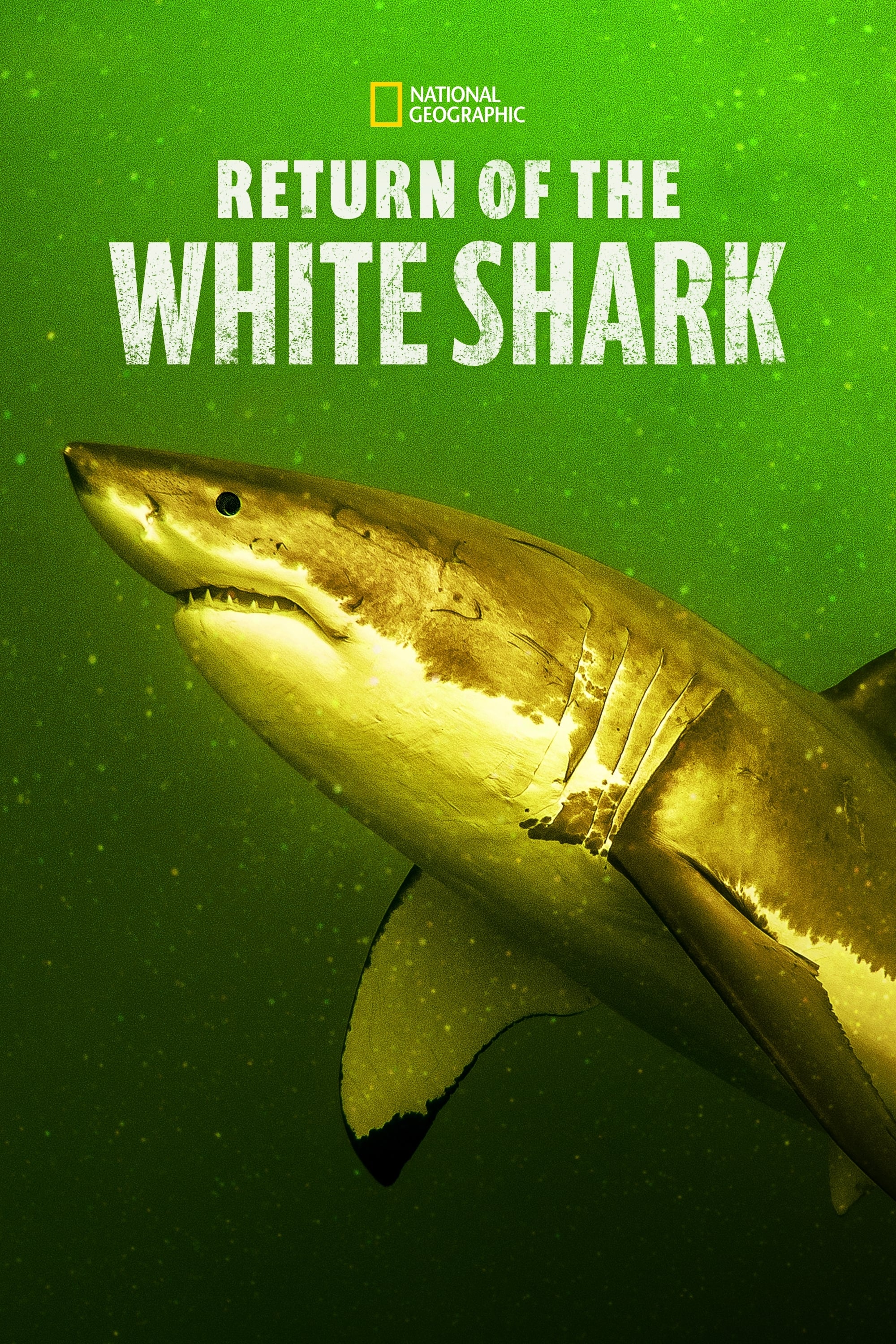 Return of the White Shark | Return of the White Shark