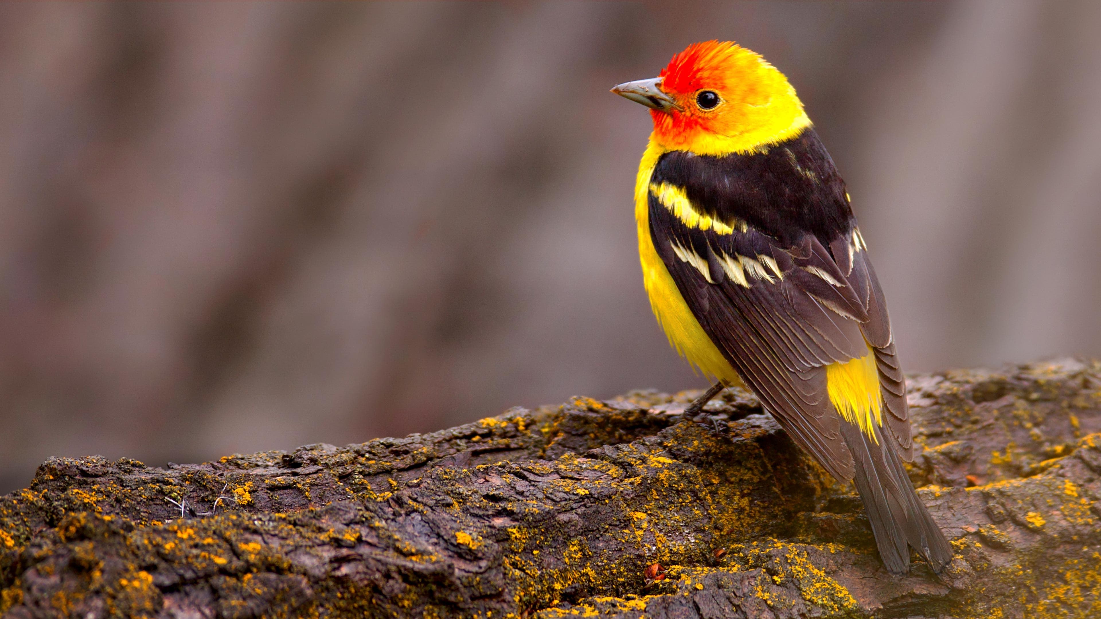 The National Geographic Guide to Birding in North America|The National Geographic Guide to Birding in North America