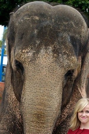 بازیگر Tai the Elephant  