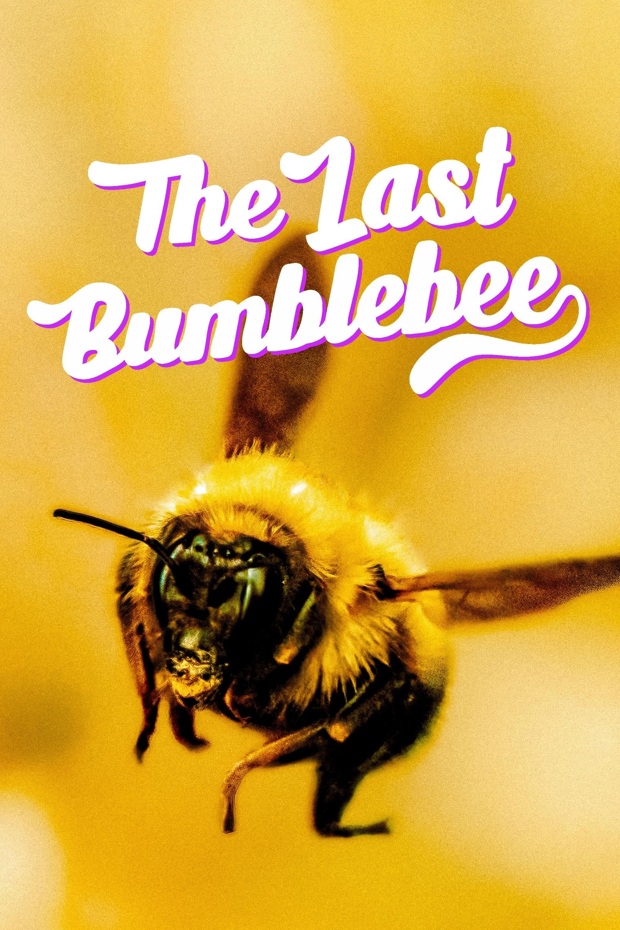 The Last Bumblebee | The Last Bumblebee