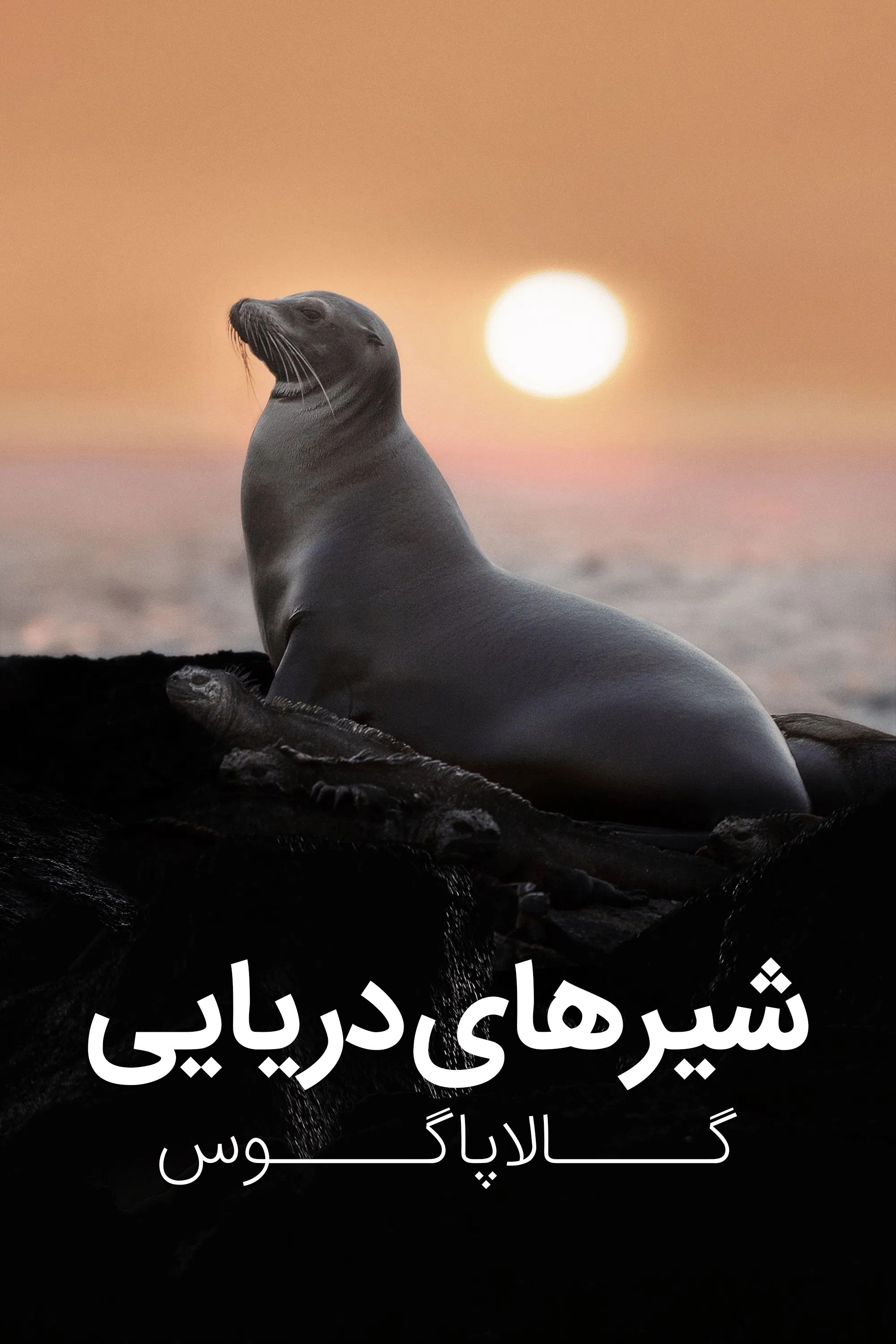 Sea Lions of the Galapagos