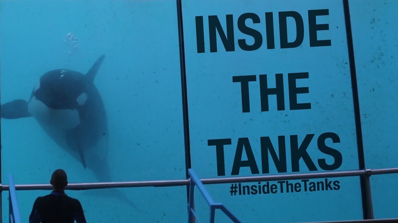 Inside the Tanks|Inside the Tanks