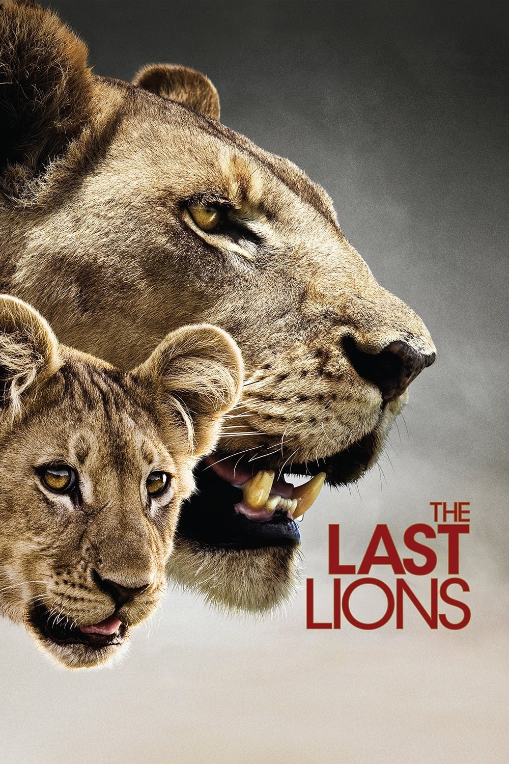 The Last Lions | The Last Lions