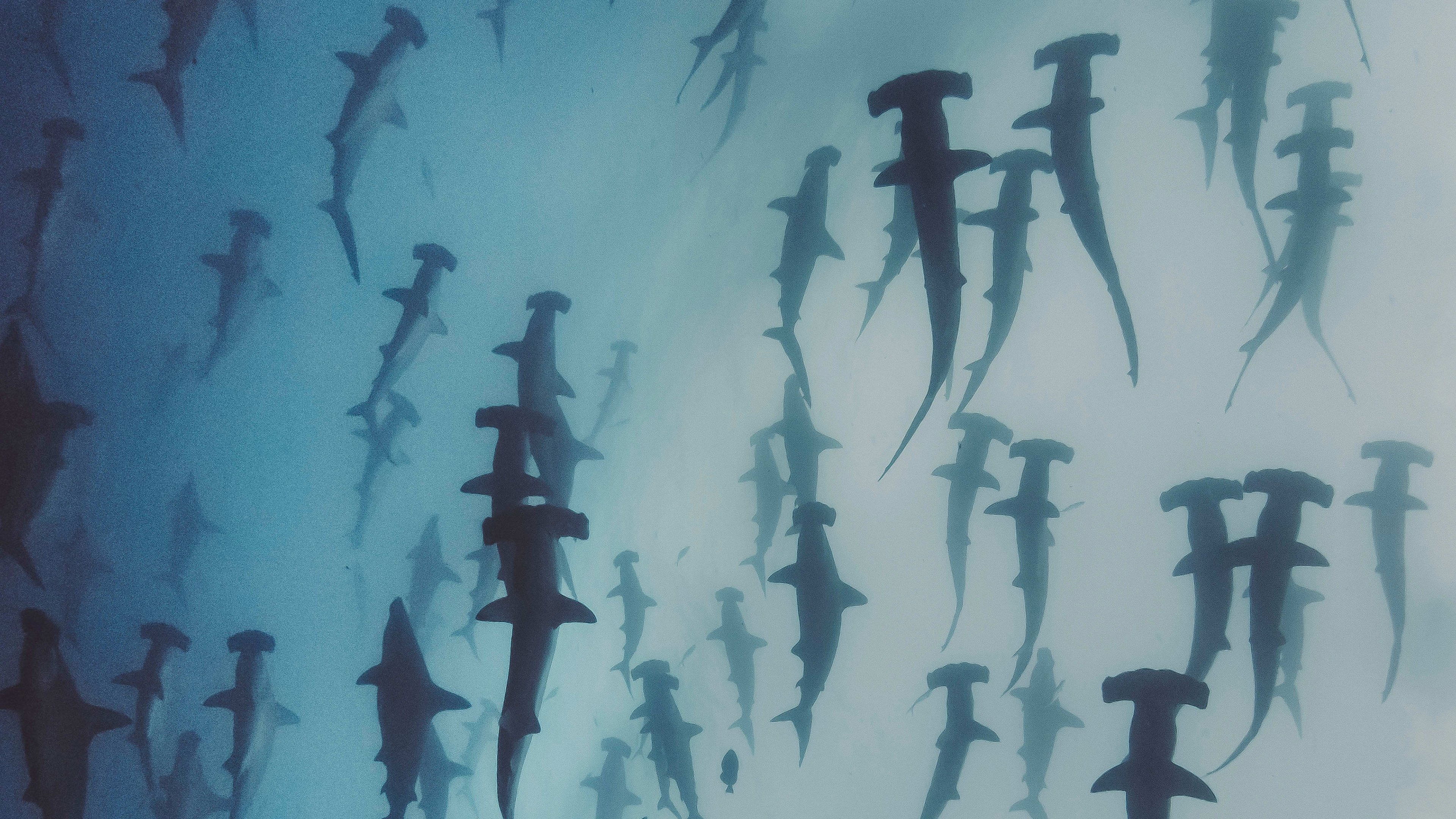 Nature's Strangest Mysteries: Solved|Nature's Strangest Mysteries: Solved