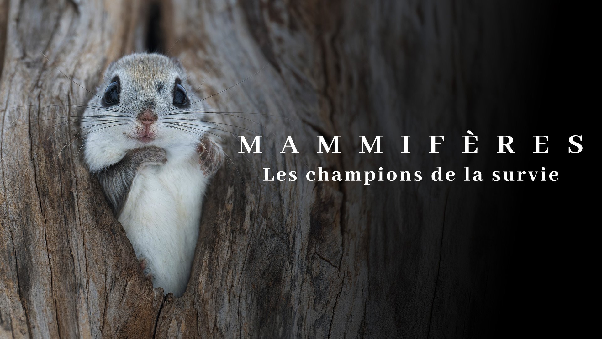 Mammifères, les champions de la survie|Mammifères, les champions de la survie
