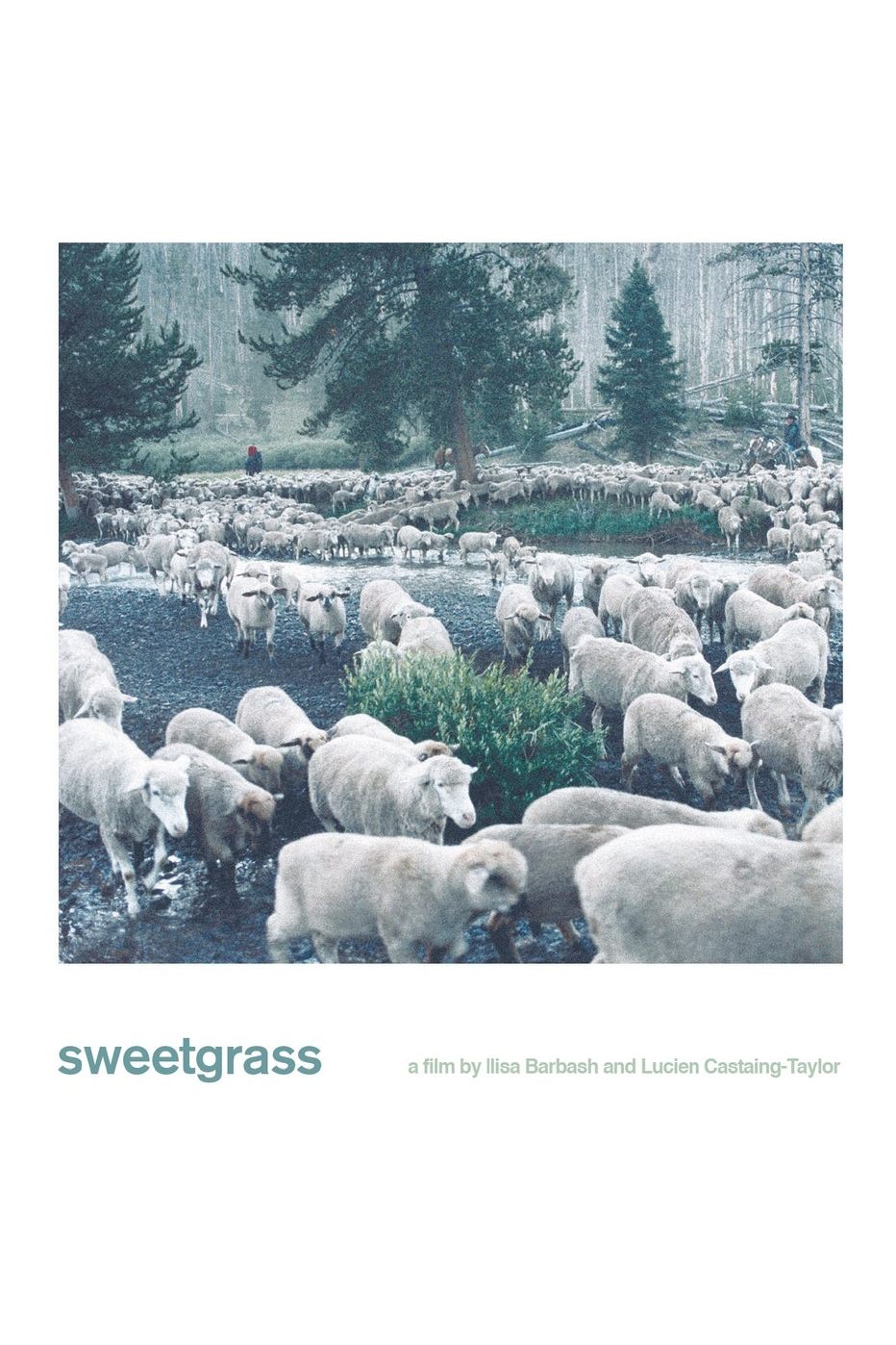 Sweetgrass | Sweetgrass