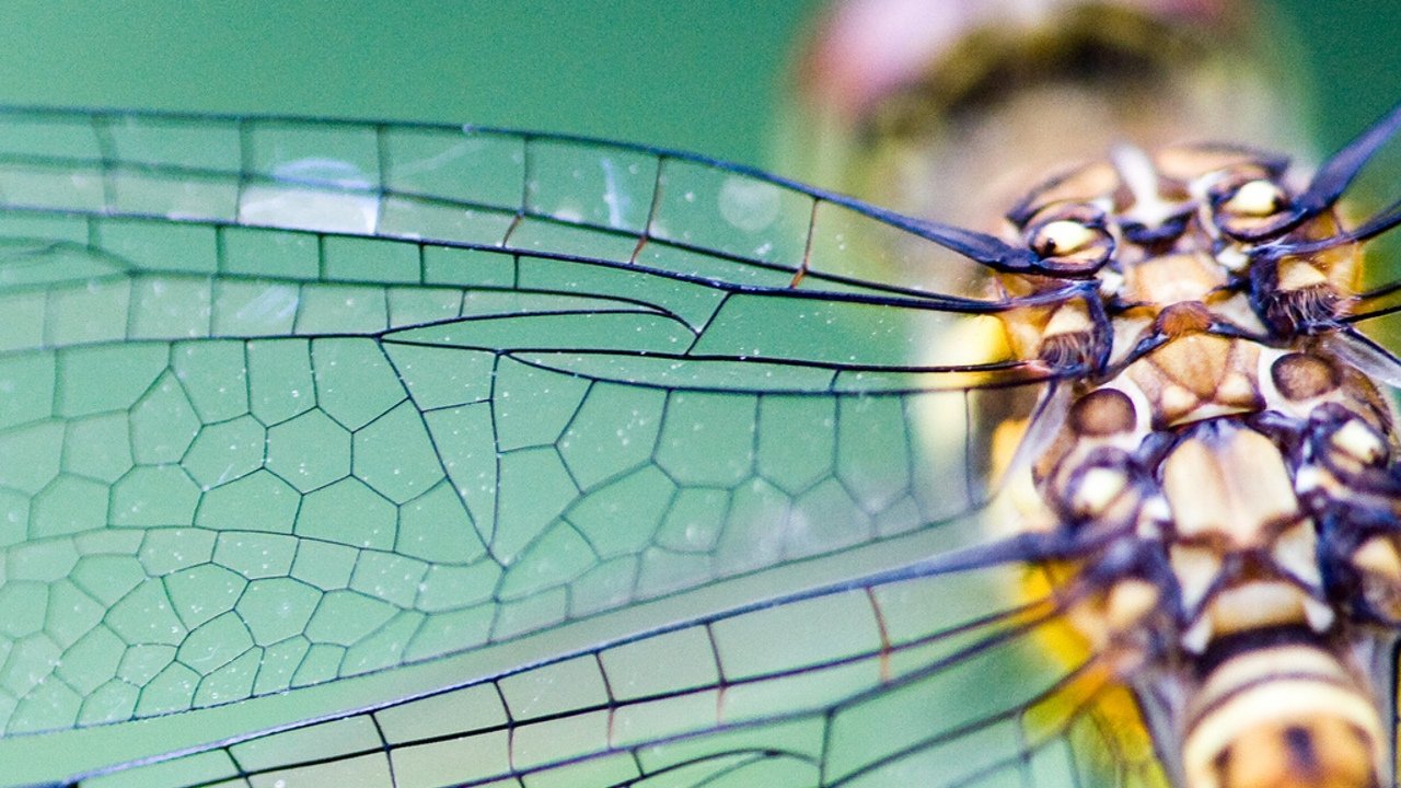 Biomimikry - Natürlich genial!|Biomimikry - Natürlich genial!
