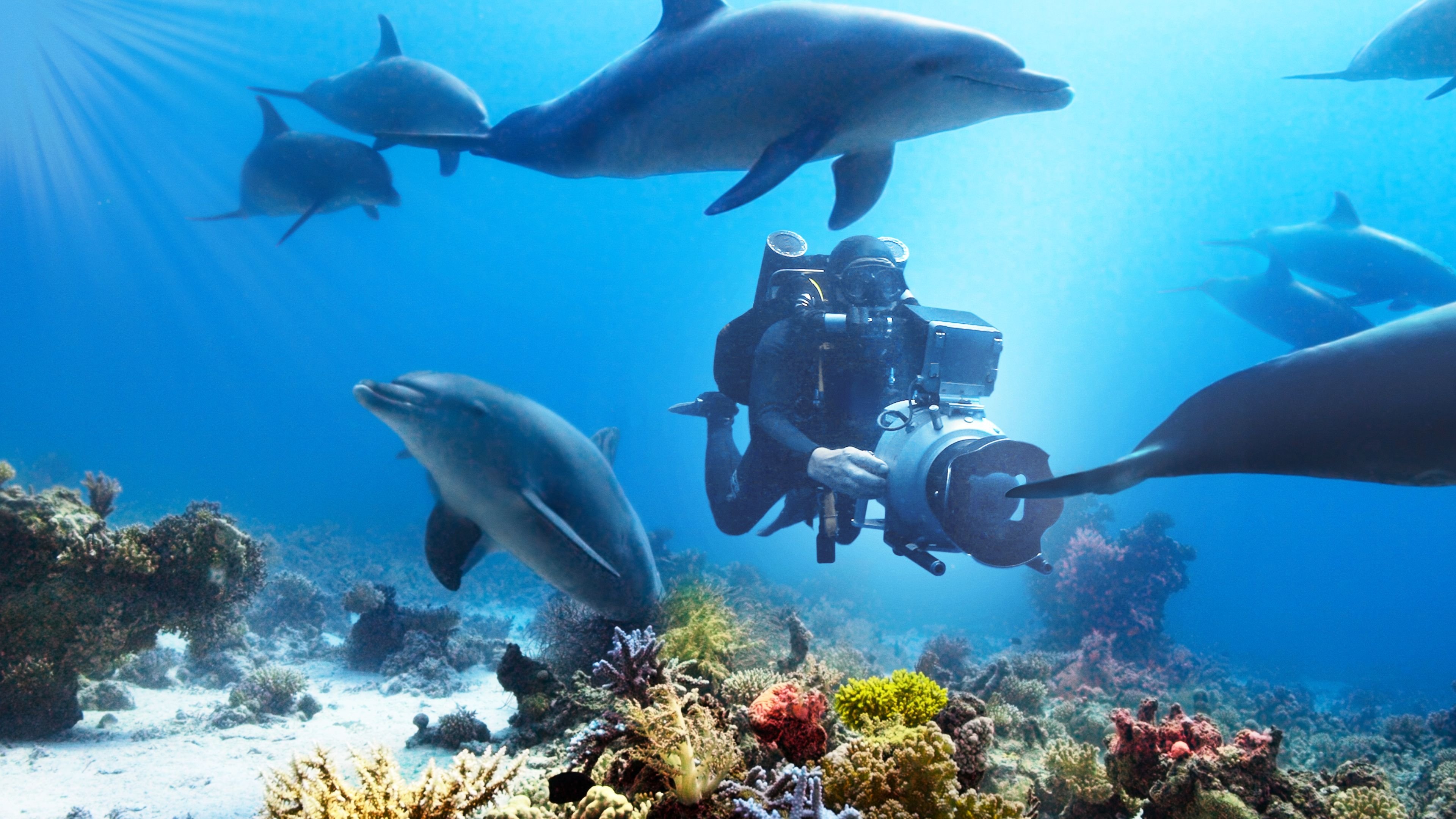 Diving with Dolphins|Diving with Dolphins