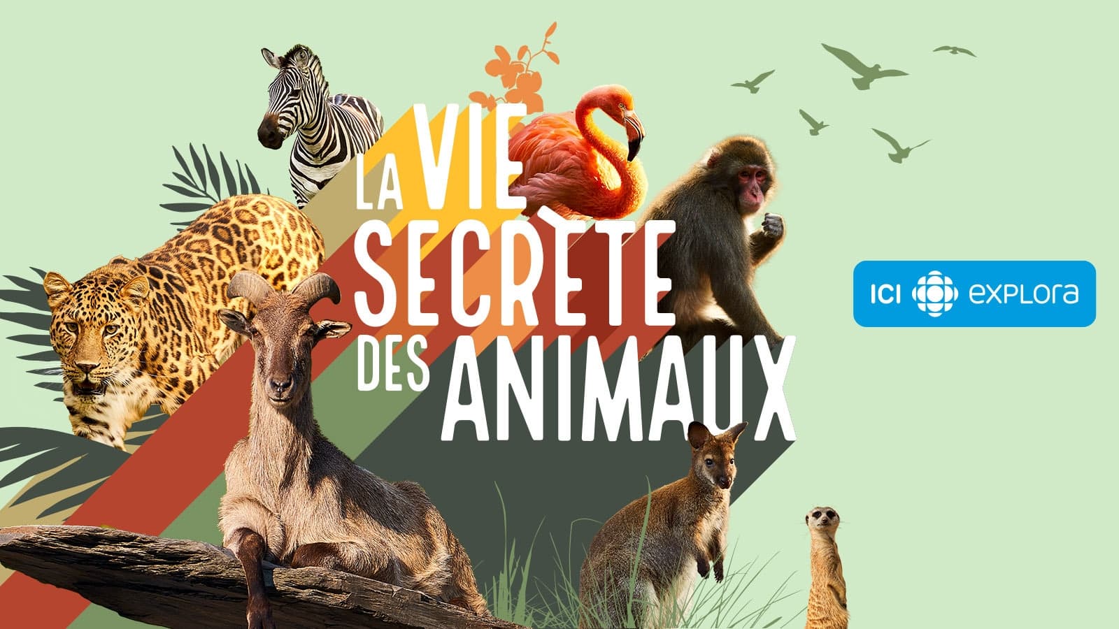 La vie secrète des animaux|La vie secrète des animaux