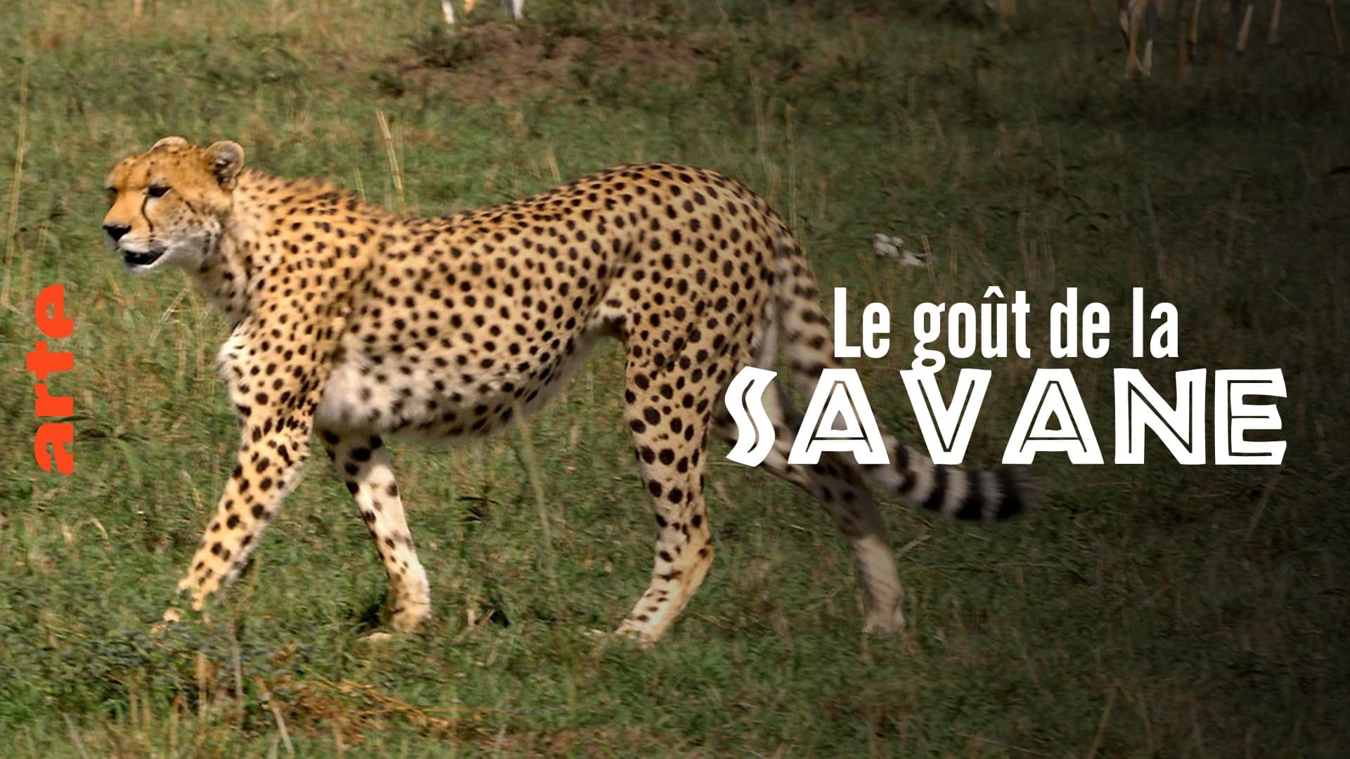 Le Goût de la savane : Herbivores et carnivores, festins croisés|Le Goût de la savane : Herbivores et carnivores, festins croisés