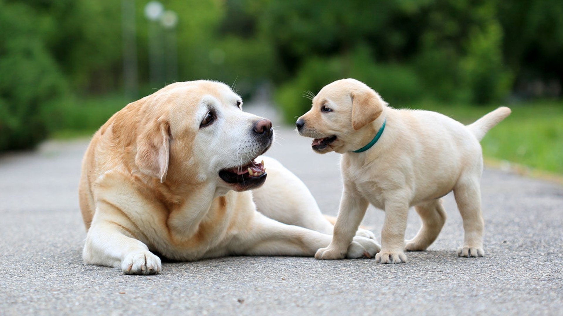 National Geographic Explorer: Science of Dogs|National Geographic Explorer: Science of Dogs