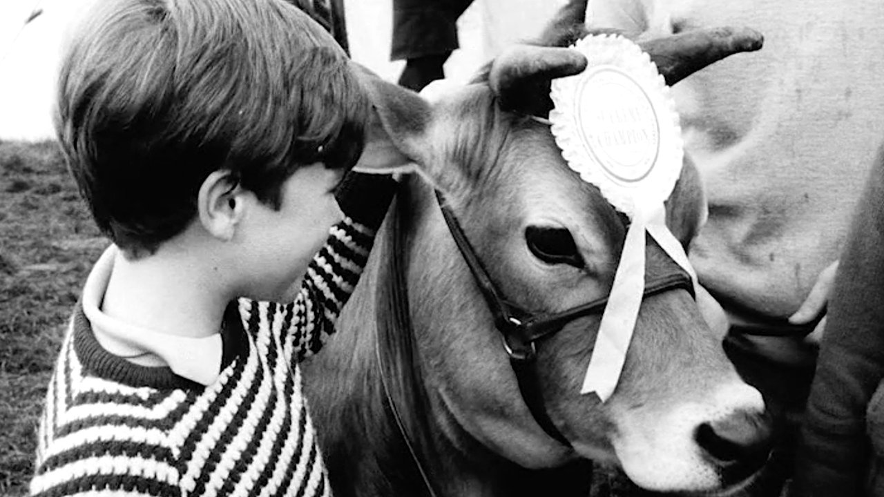 Calamity the Cow|Calamity the Cow