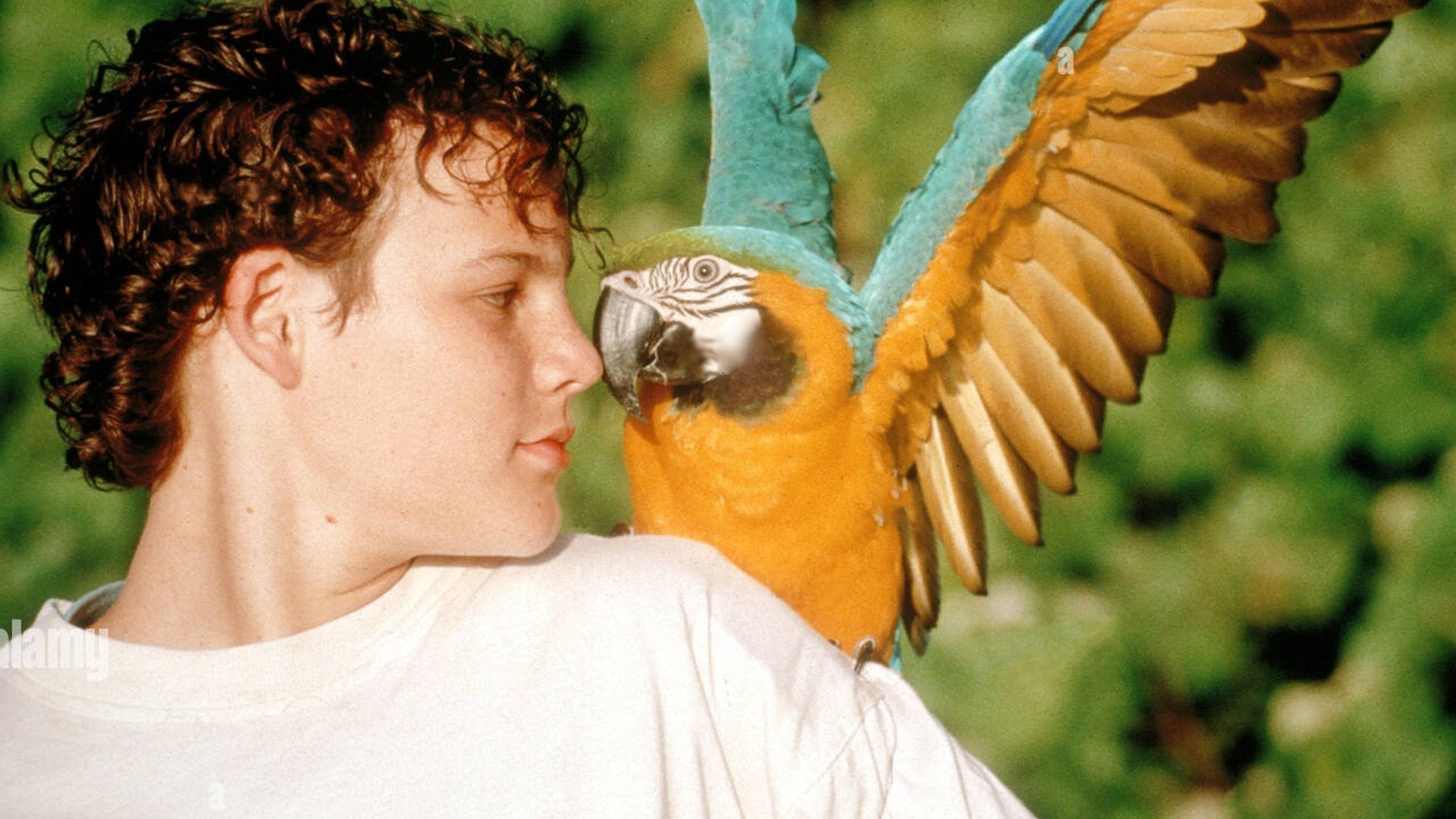 The Real Macaw|The Real Macaw