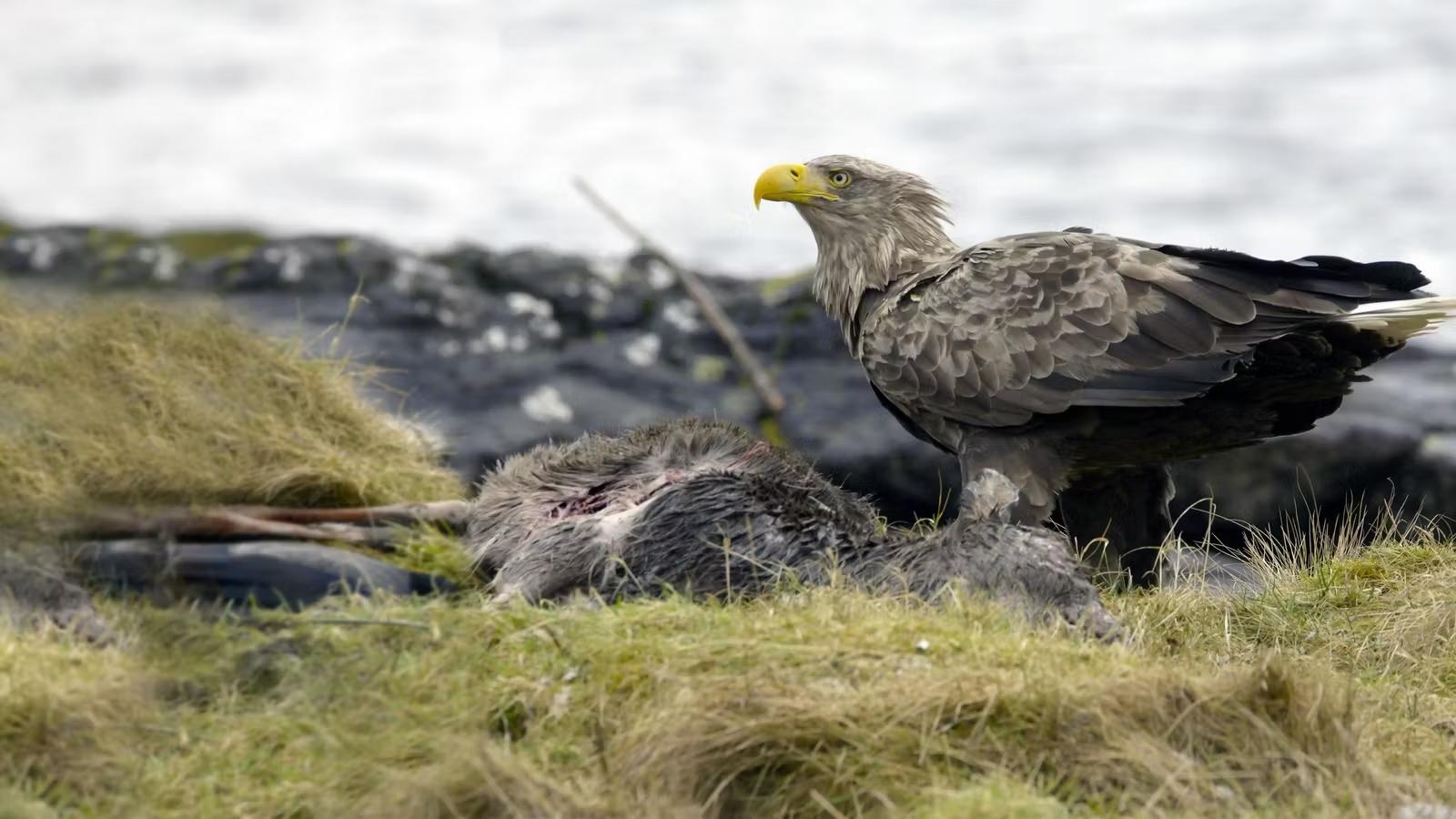 Atlantic: A Year in the Wild|Atlantic: A Year in the Wild