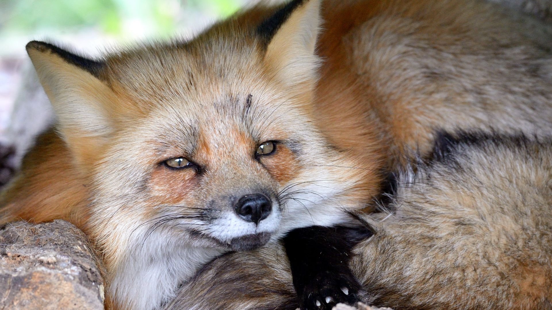 A Wild Fox Life|A Wild Fox Life