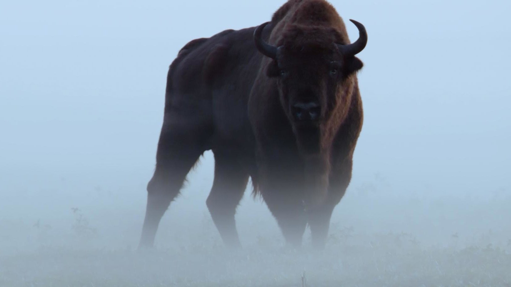 Le Bison d'Europe, colosse de la forêt|Le Bison d'Europe, colosse de la forêt