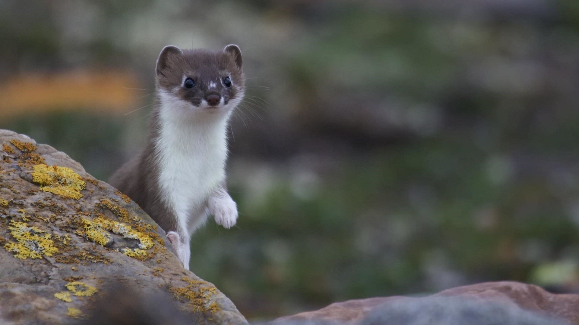 Weasels: Feisty and Fearless|Weasels: Feisty and Fearless